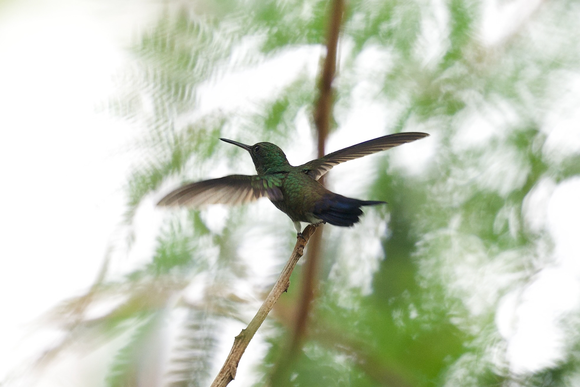 Blue-vented Hummingbird