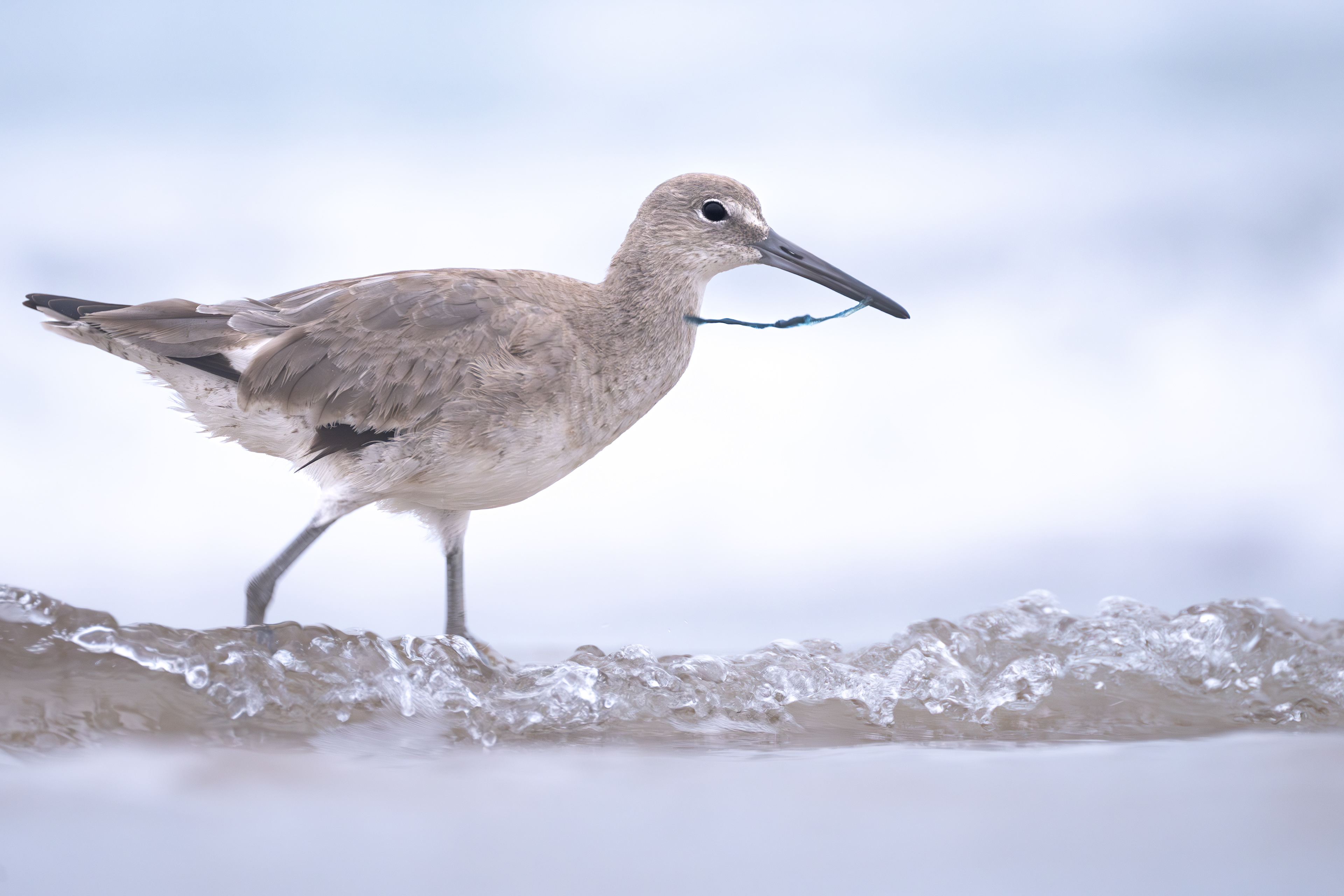 Willet