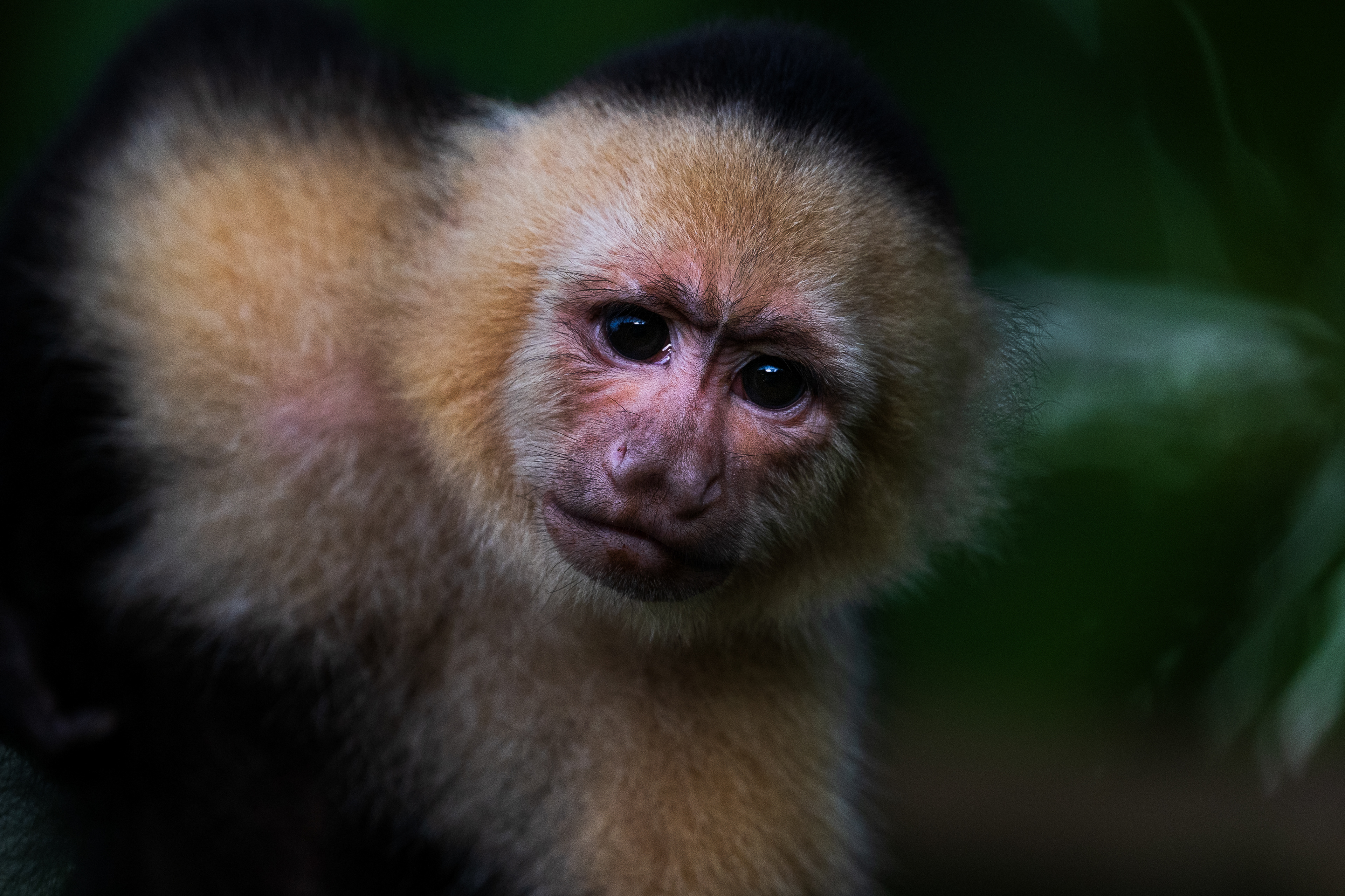 Central American White-faced Capuchin
