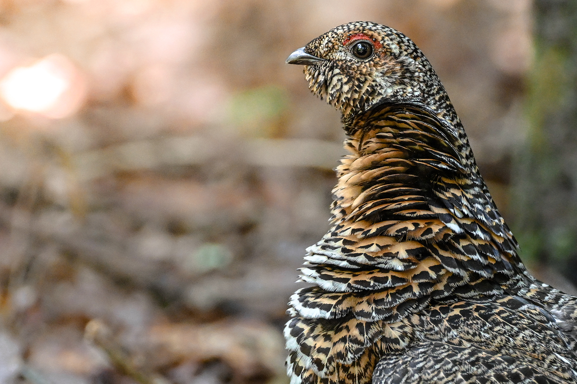 Spruce Grouse