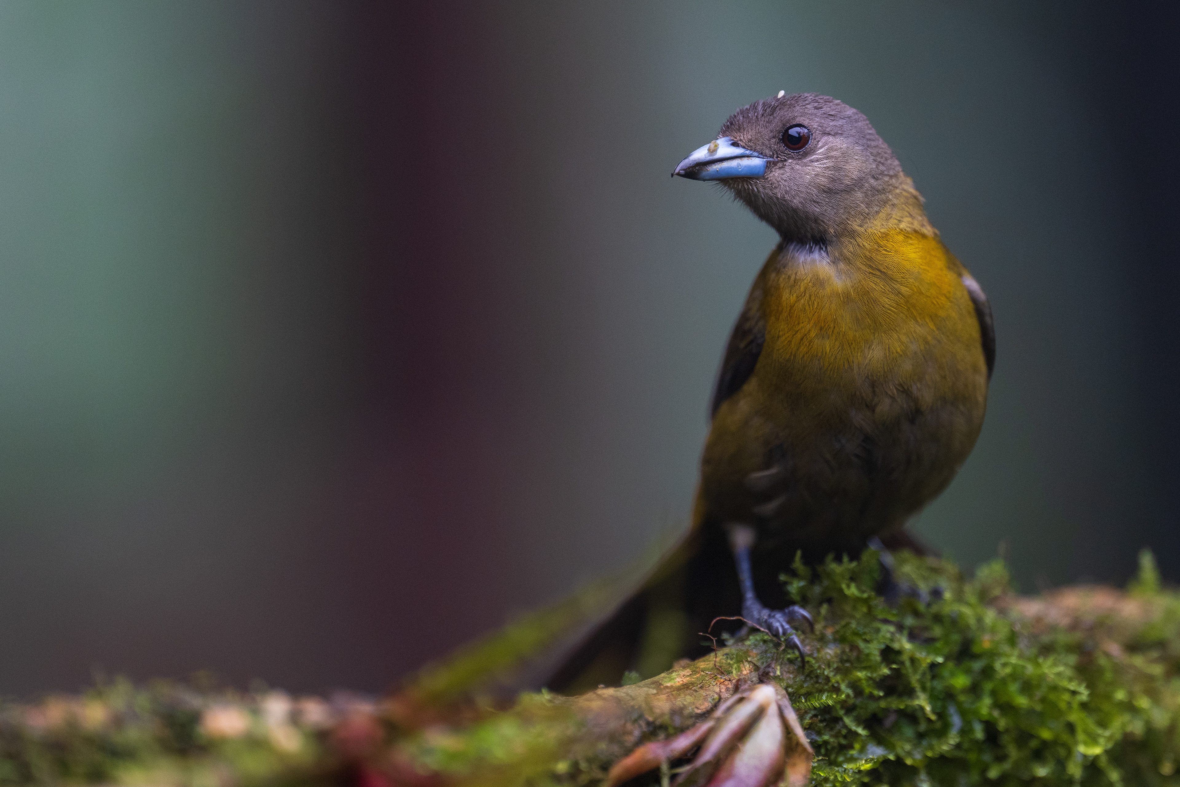 Scarlet-rumped Tanager