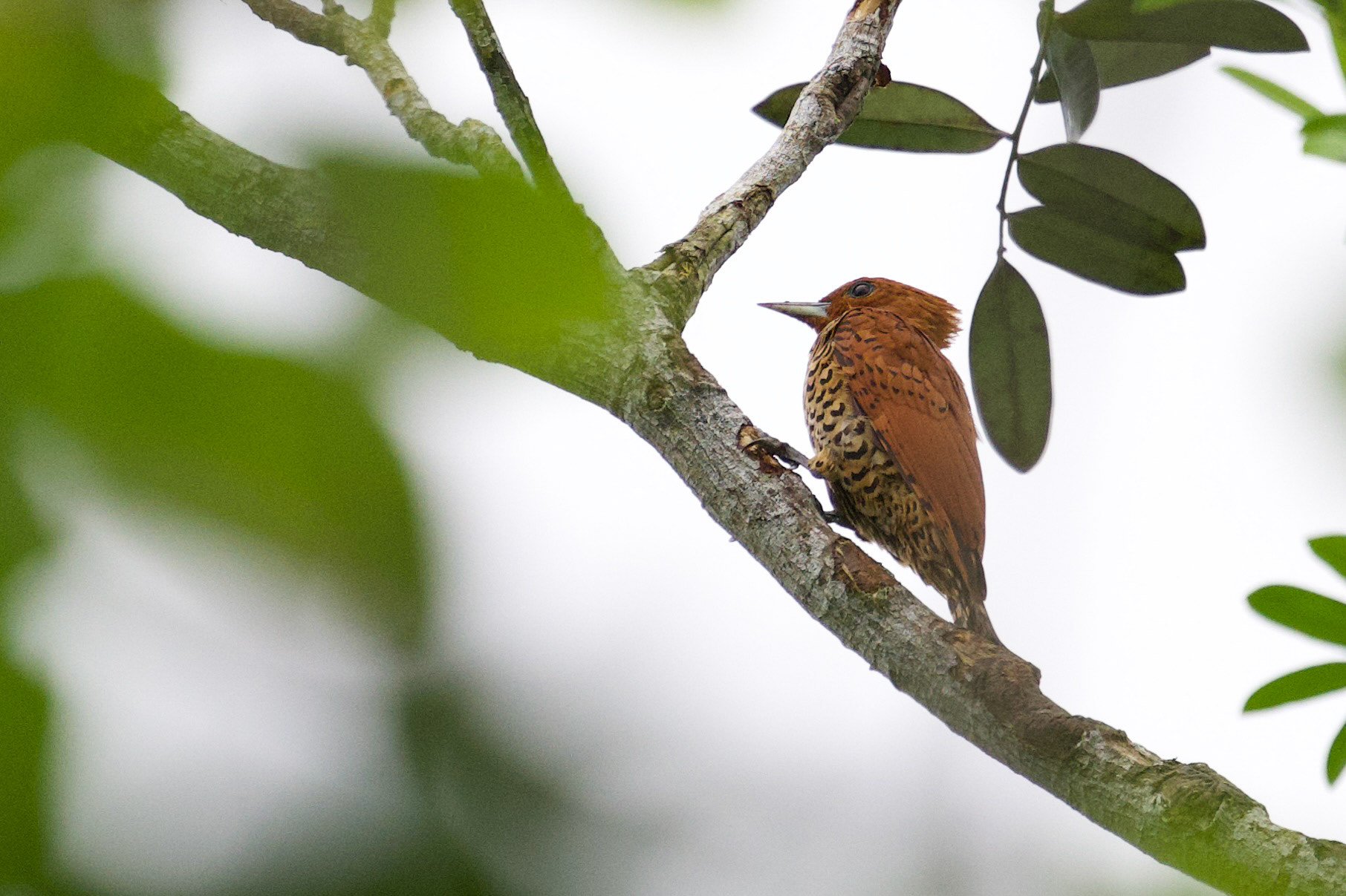 Cinnamon Woodpecker
