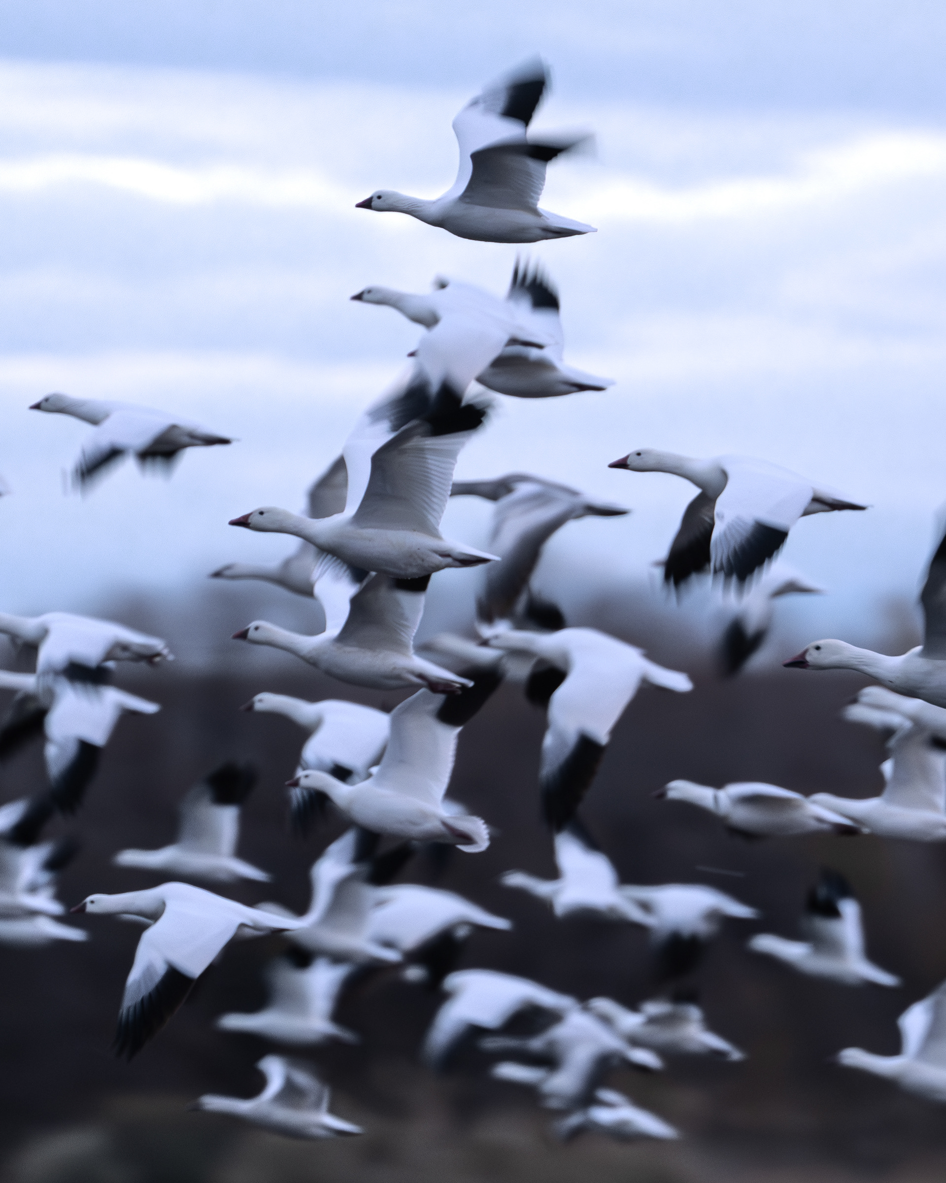 Ross's and Snow Geese