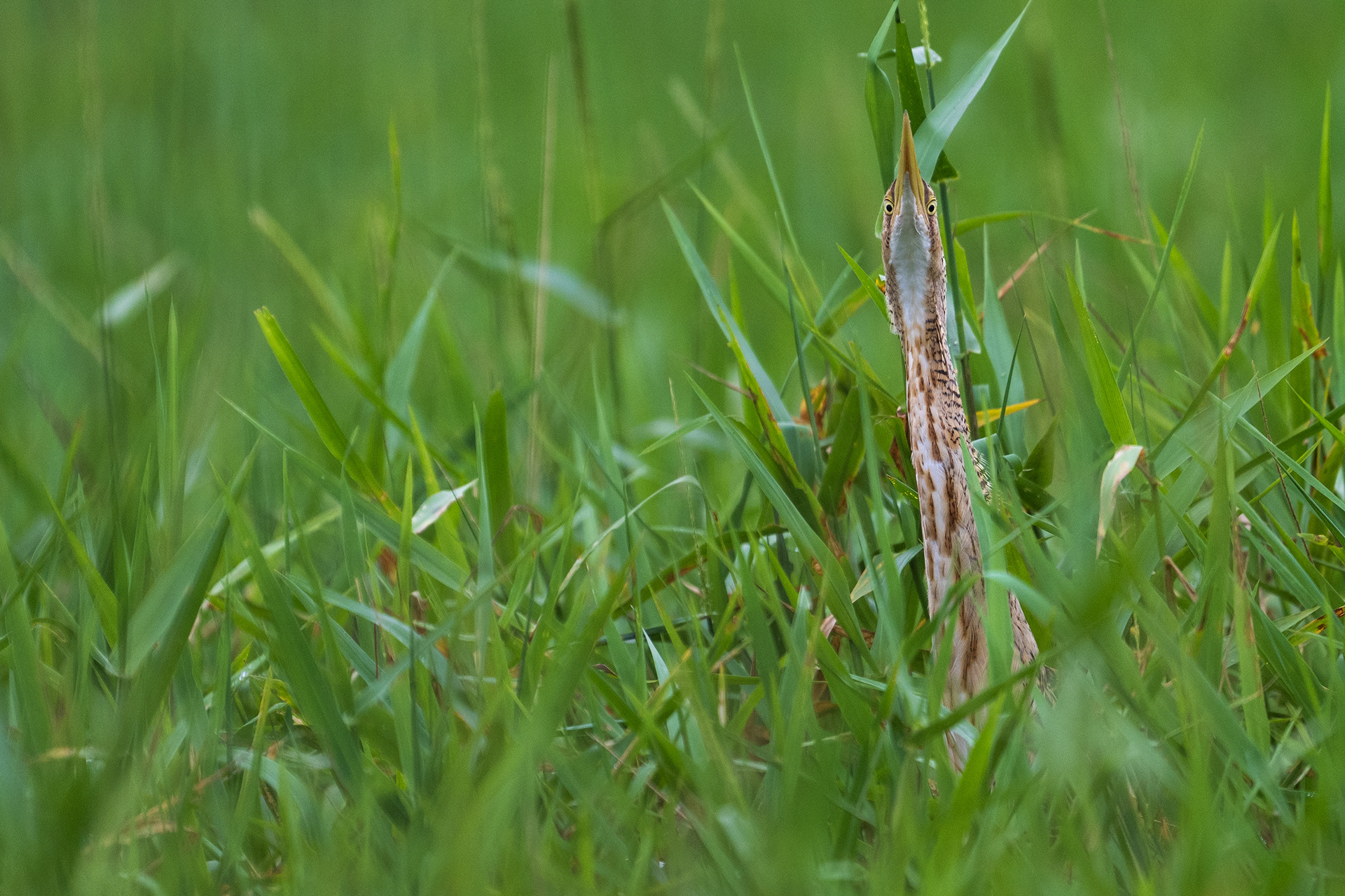 Pinnated Bittern