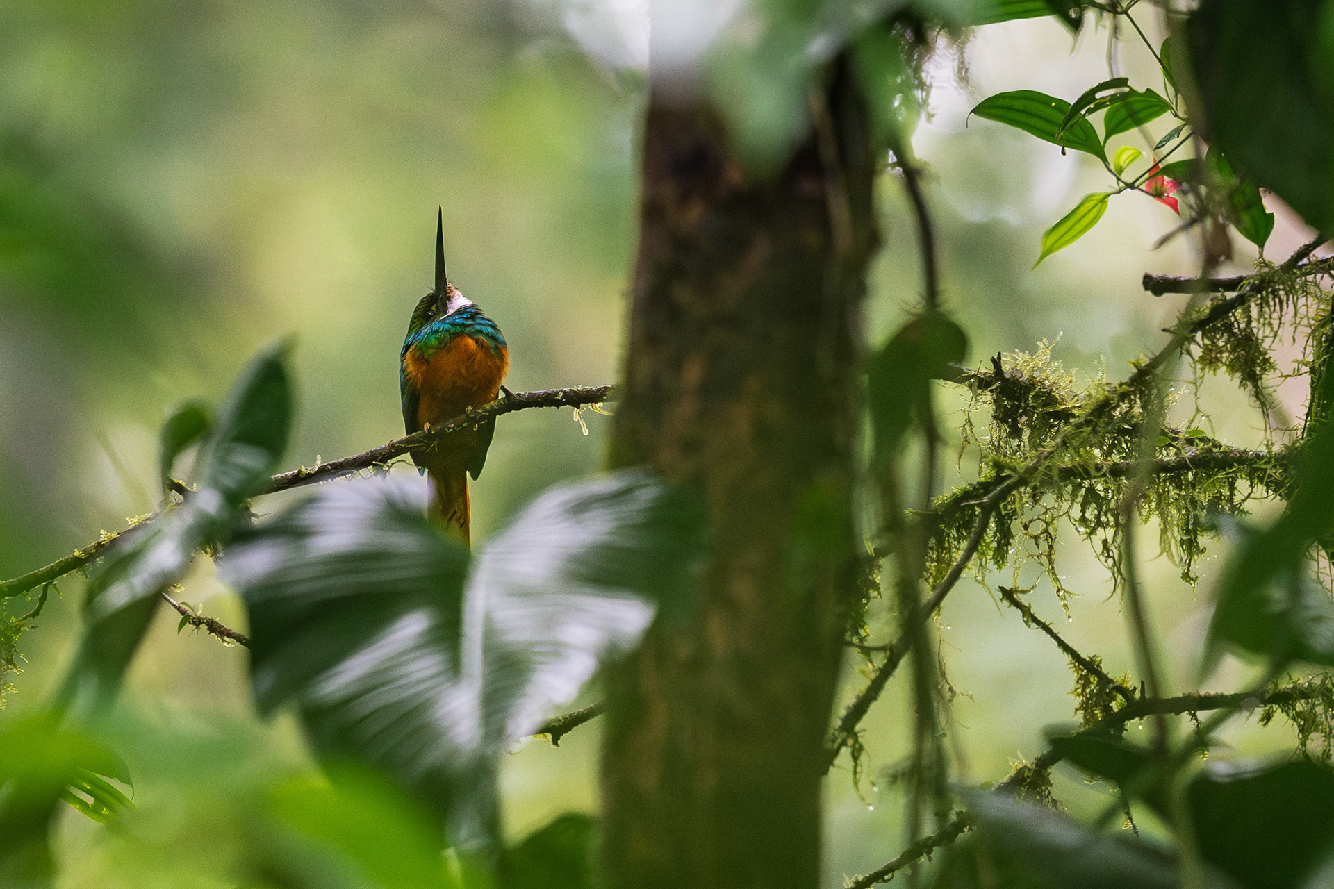 Rufous-tailed Jacamar