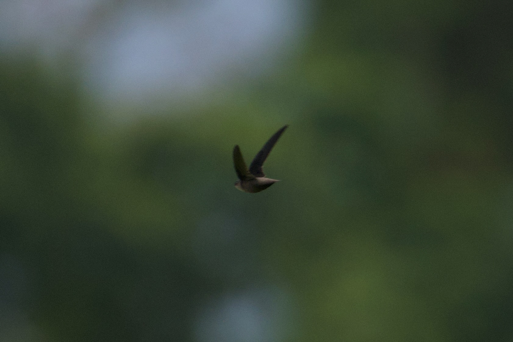 Gray-rumped Swift