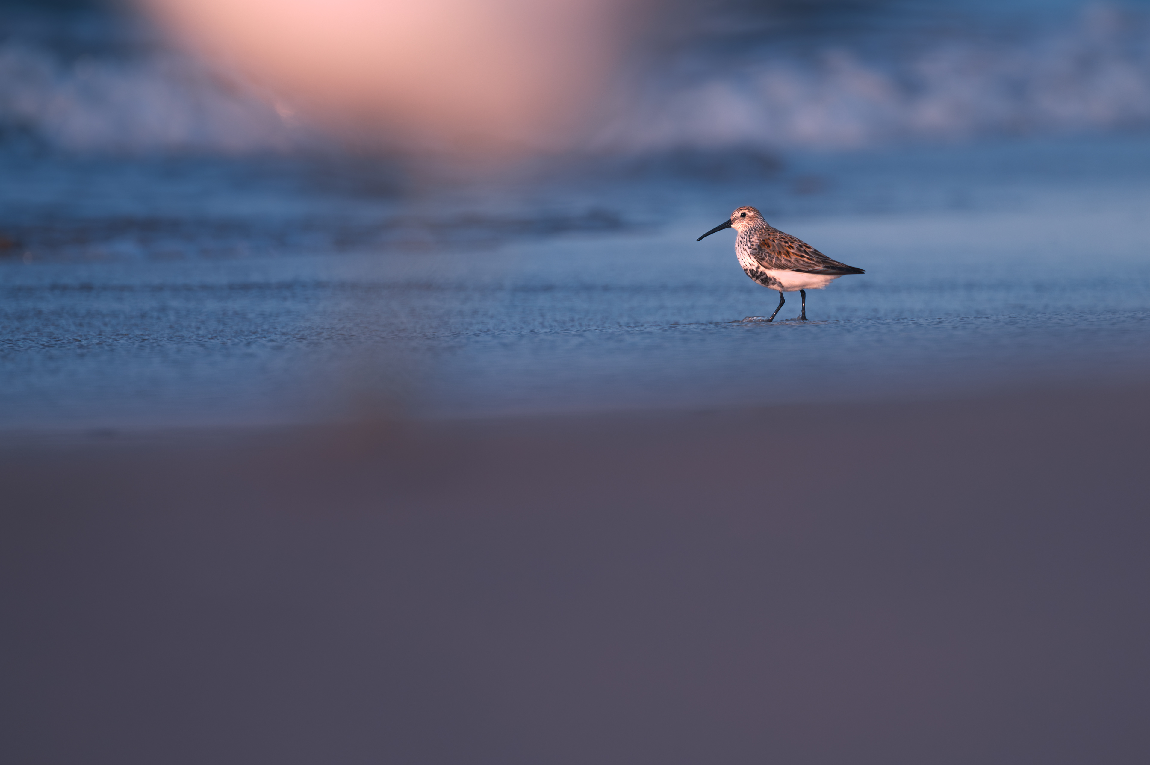 Dunlin