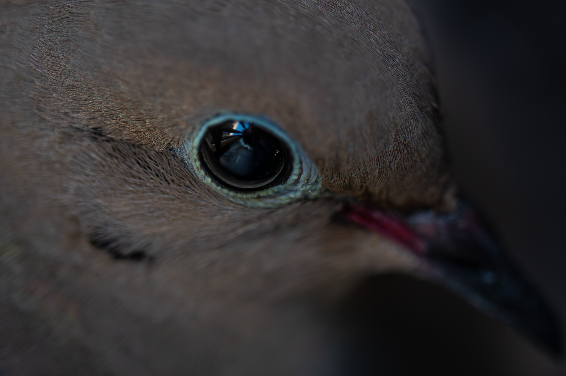 Mourning Dove