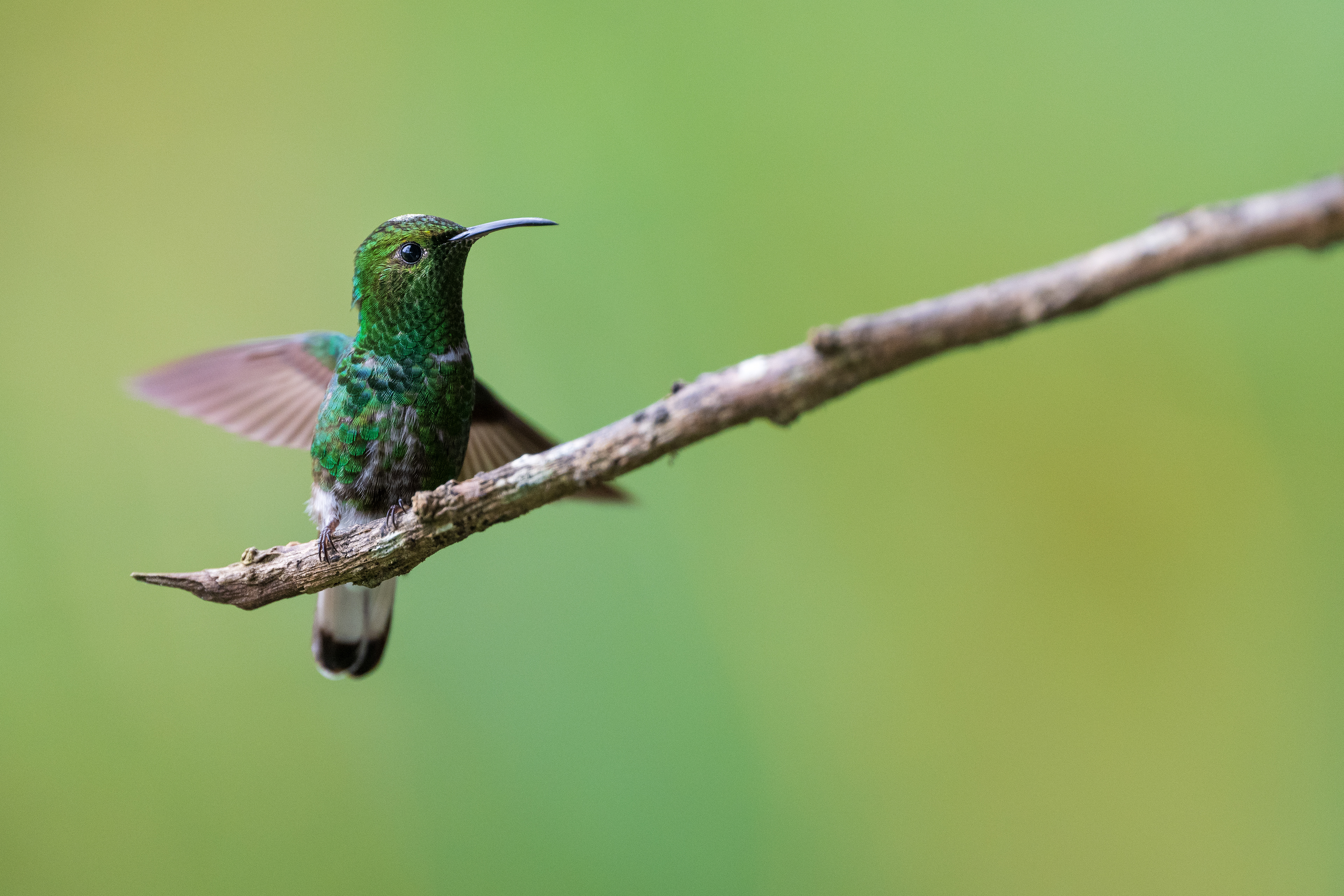 Coppery-headed Emerald