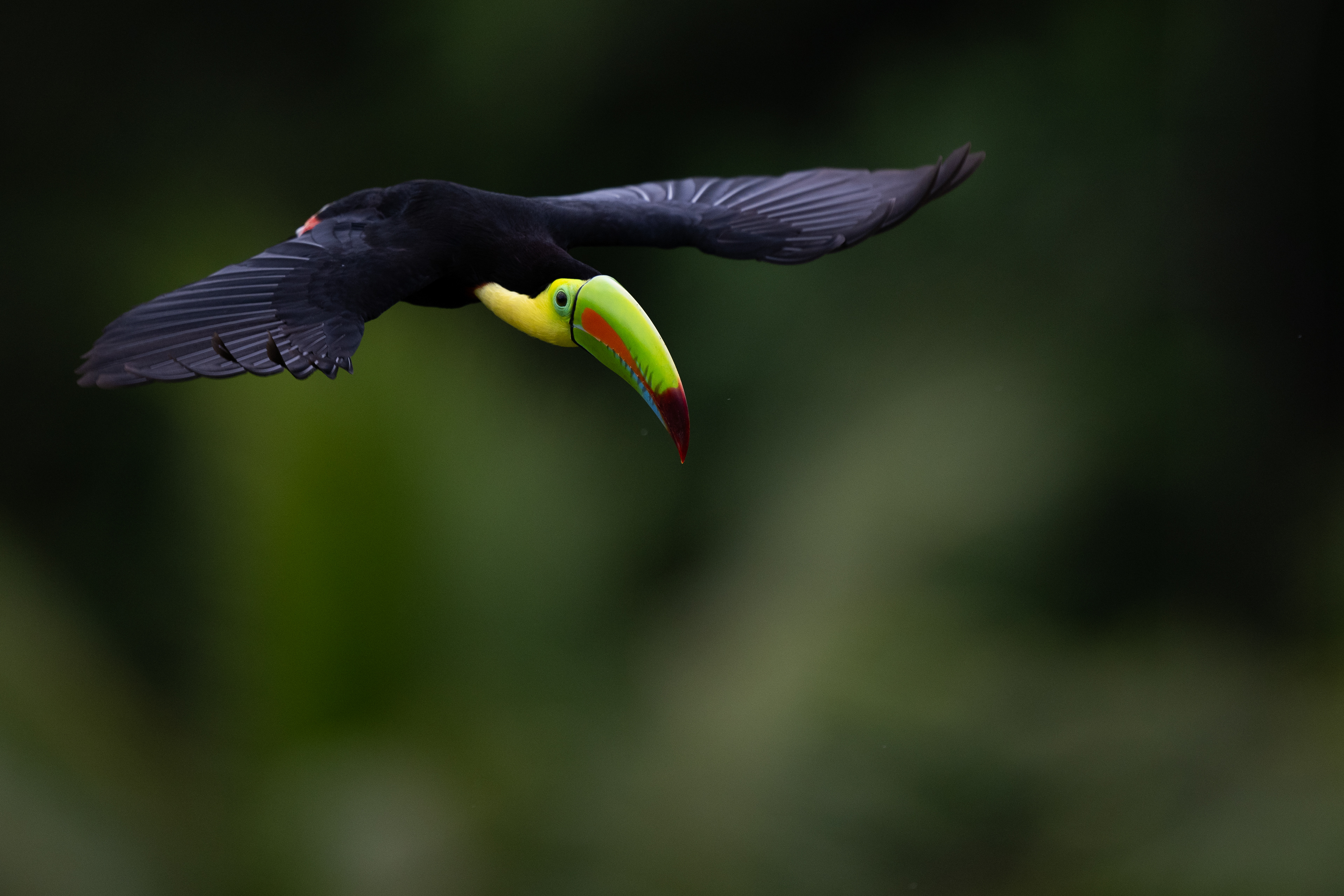 Keel-billed Toucan