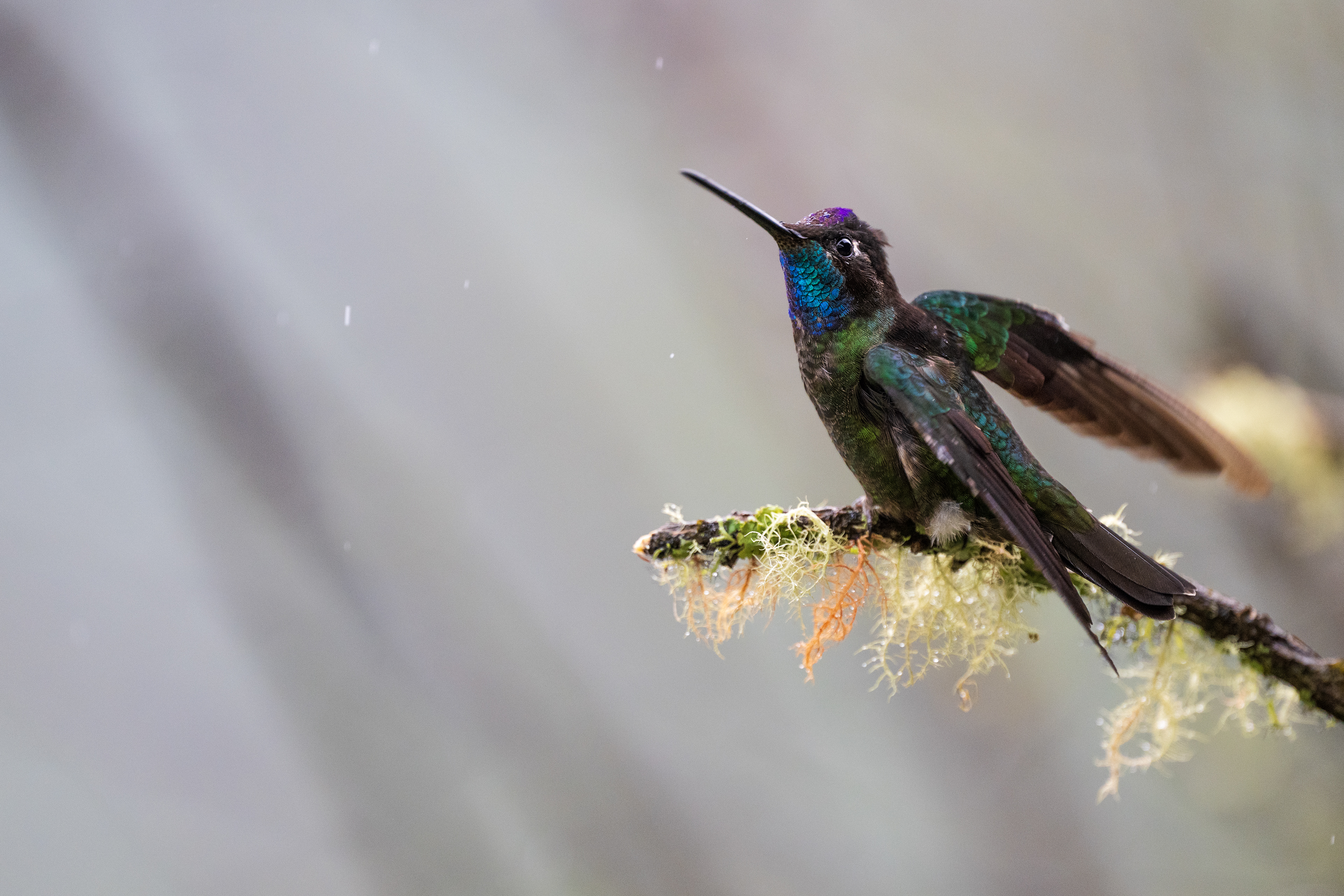 Talamanca Hummingbird