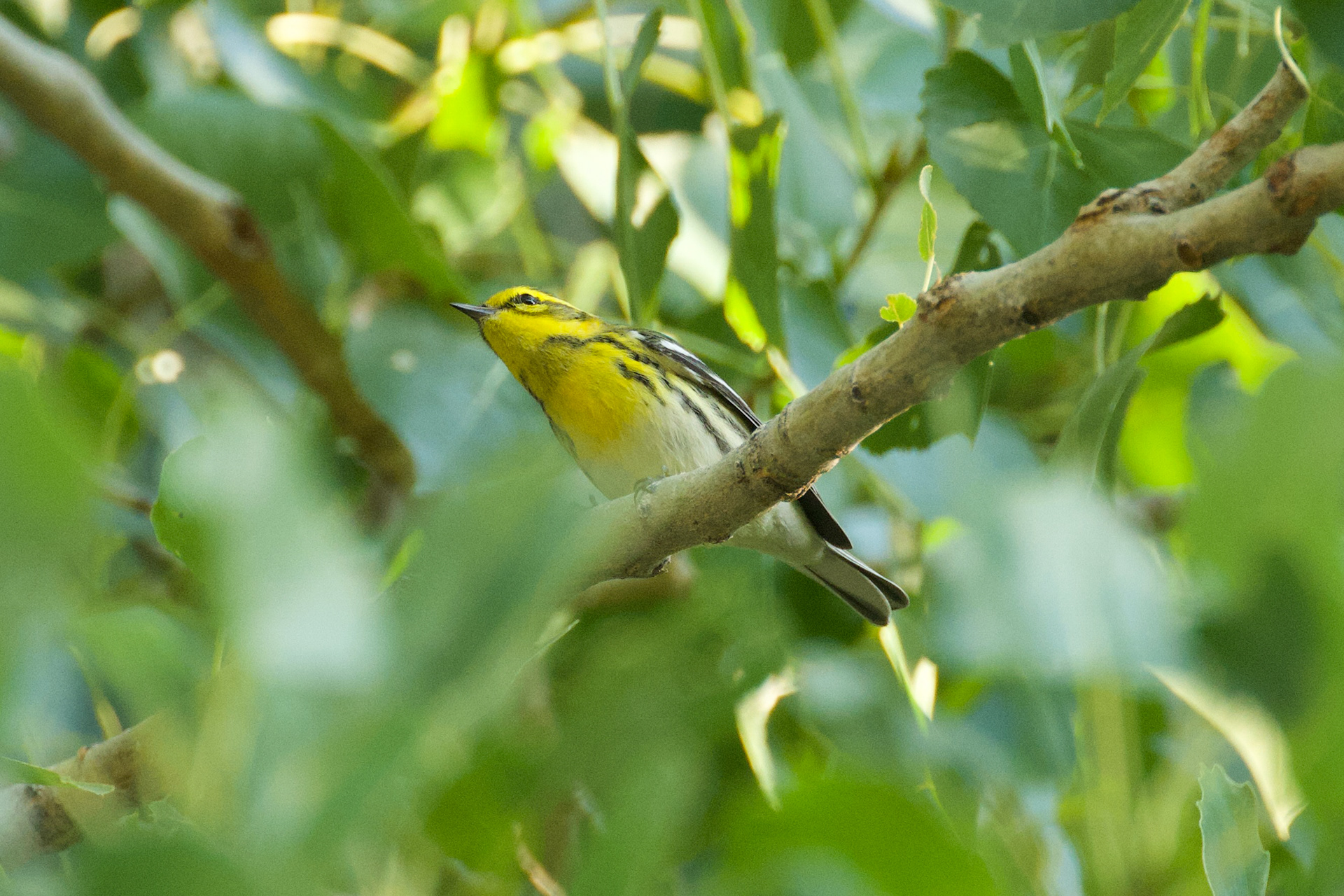 Townsend's Warbler, still a cool warbler to have regularly after so many years of it being a big rarity.