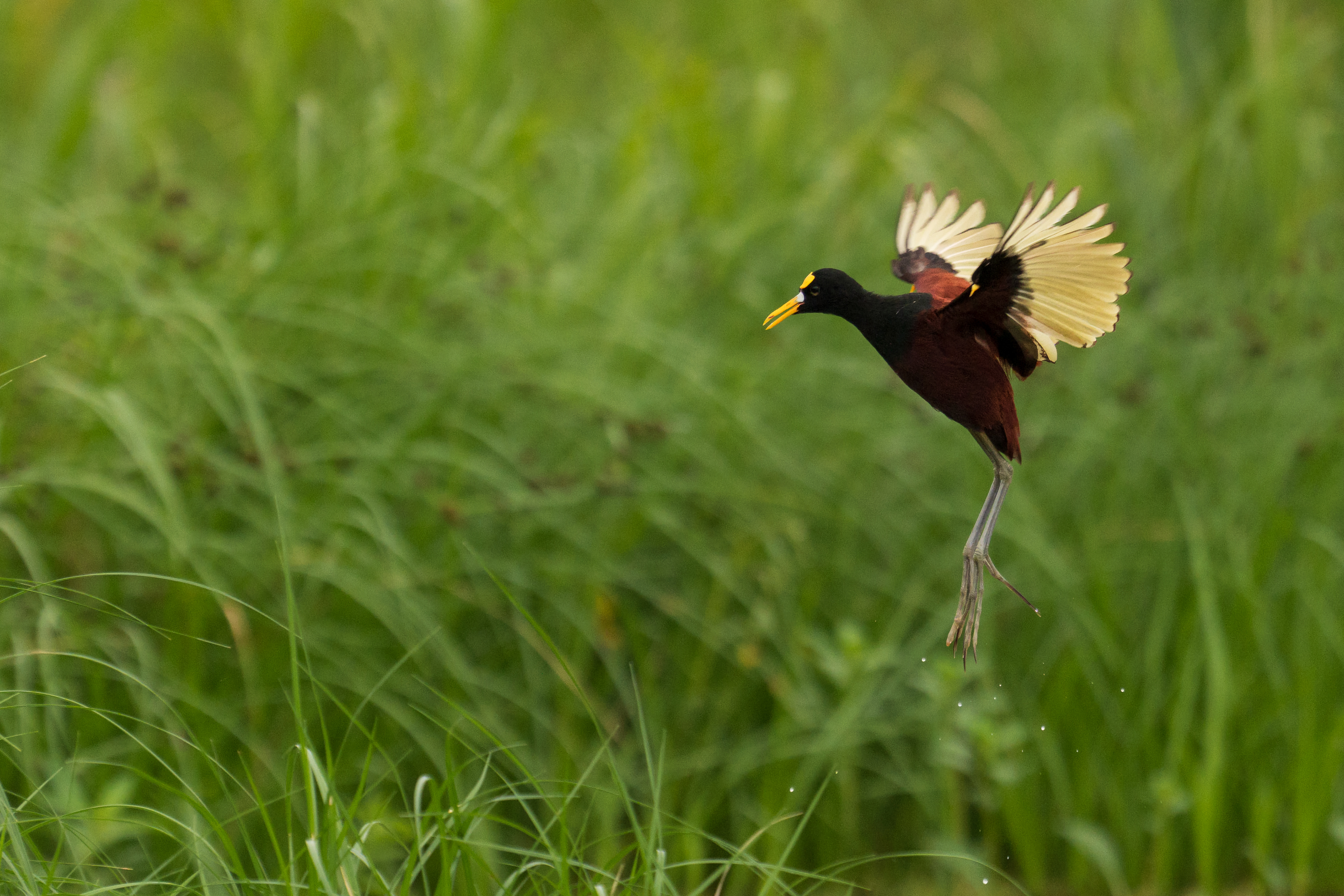 Northern Jacana