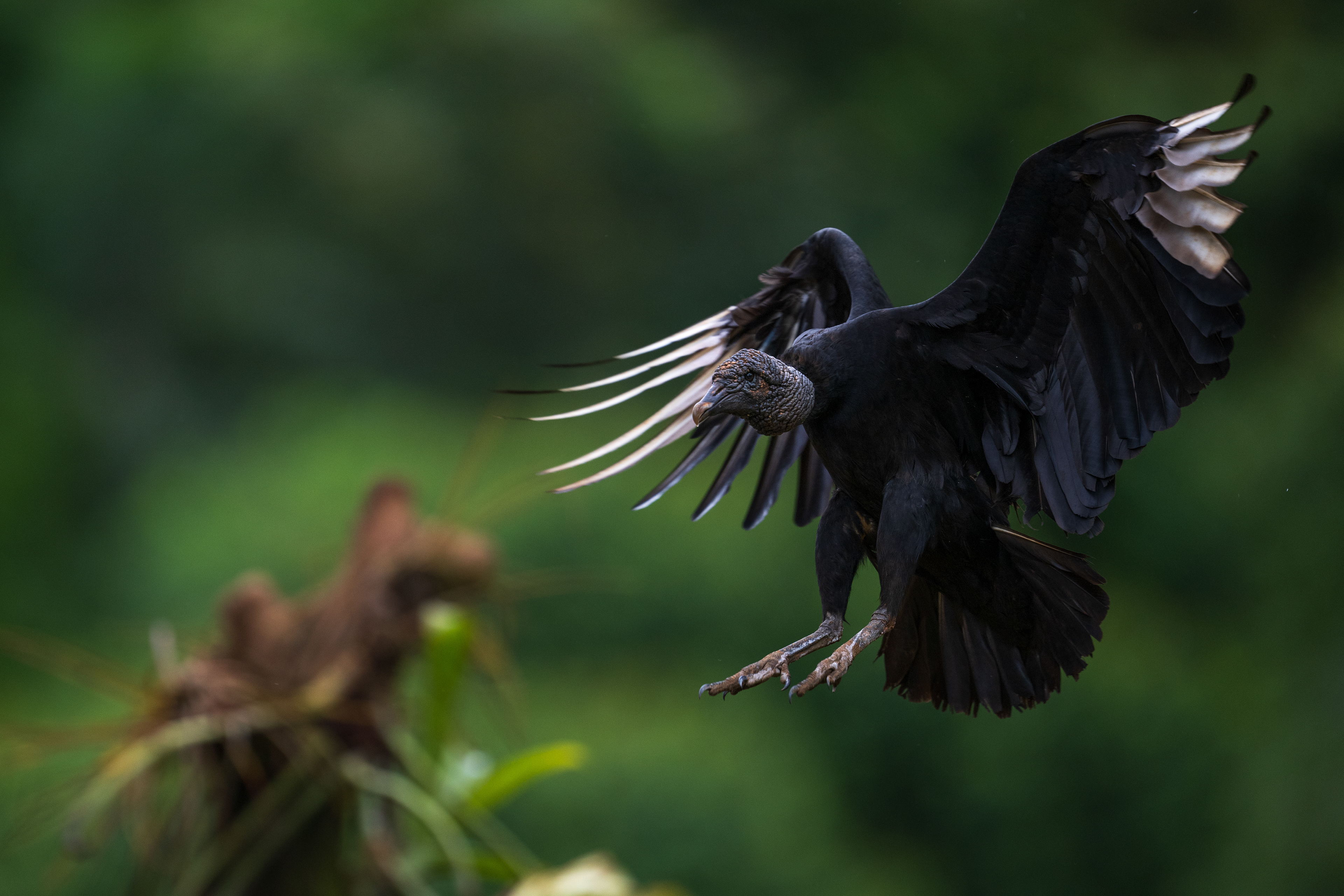 Black Vulture