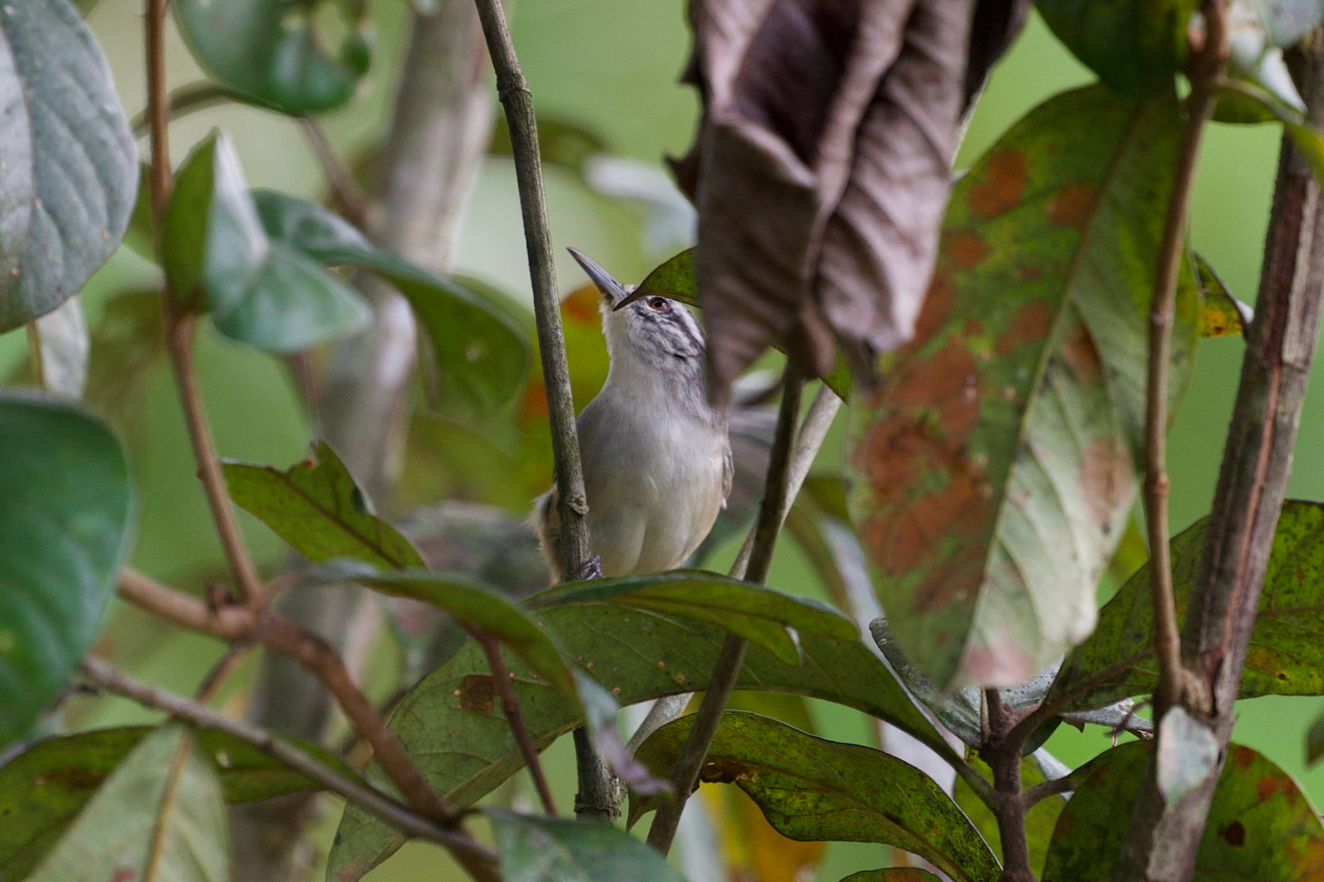 Isthmian Wren