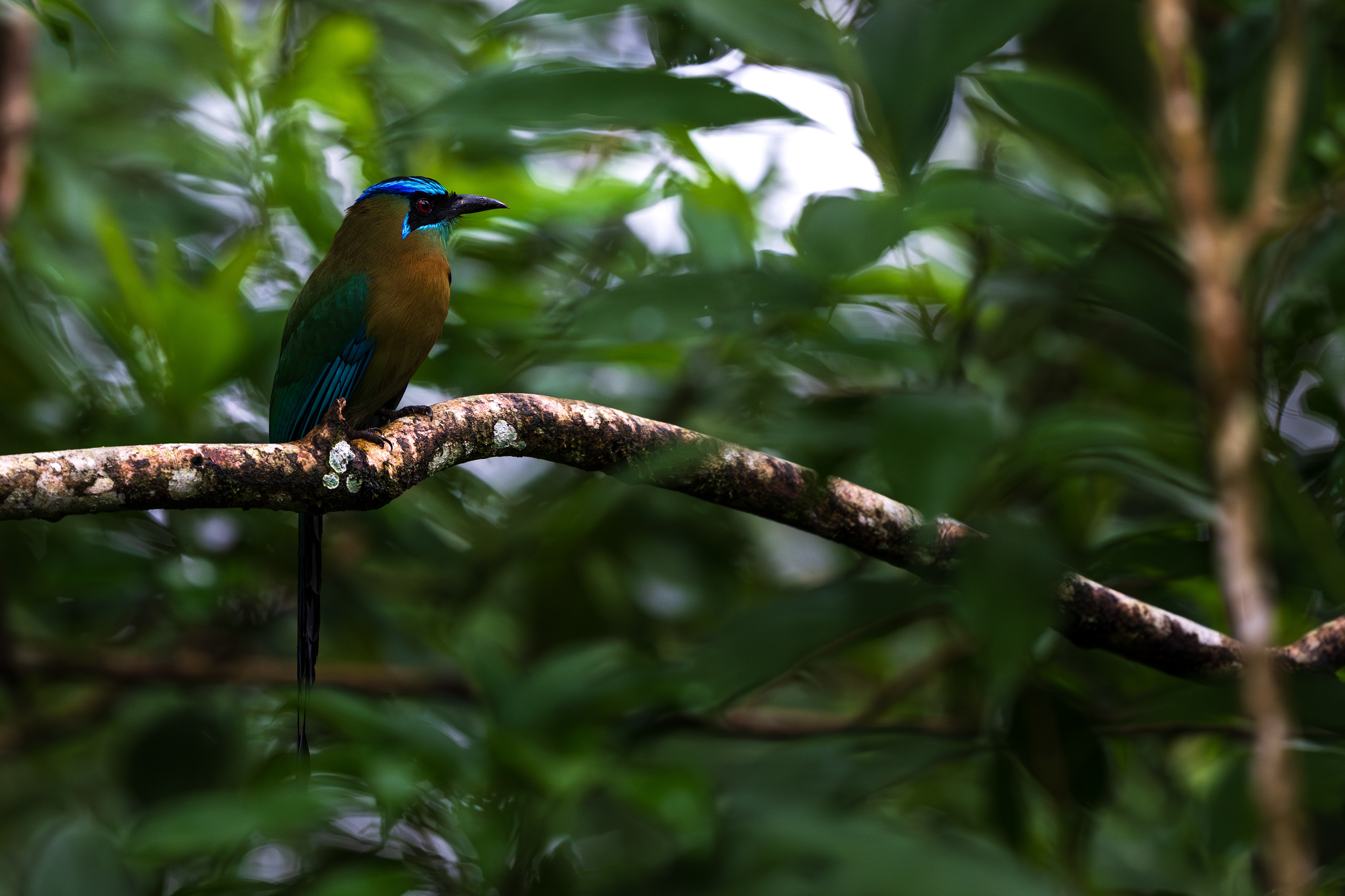Lesson's Motmot