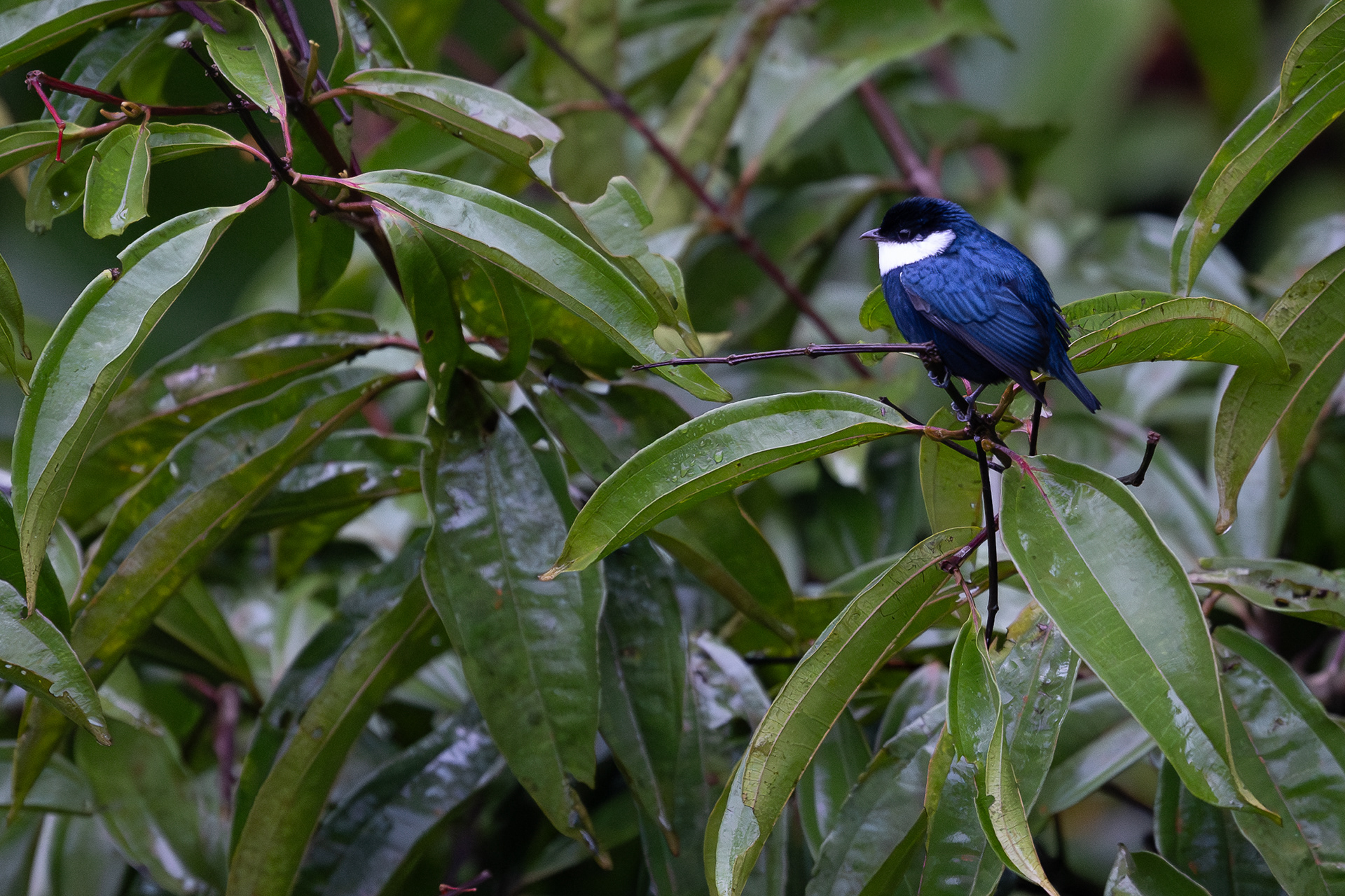White-ruffed Manakin