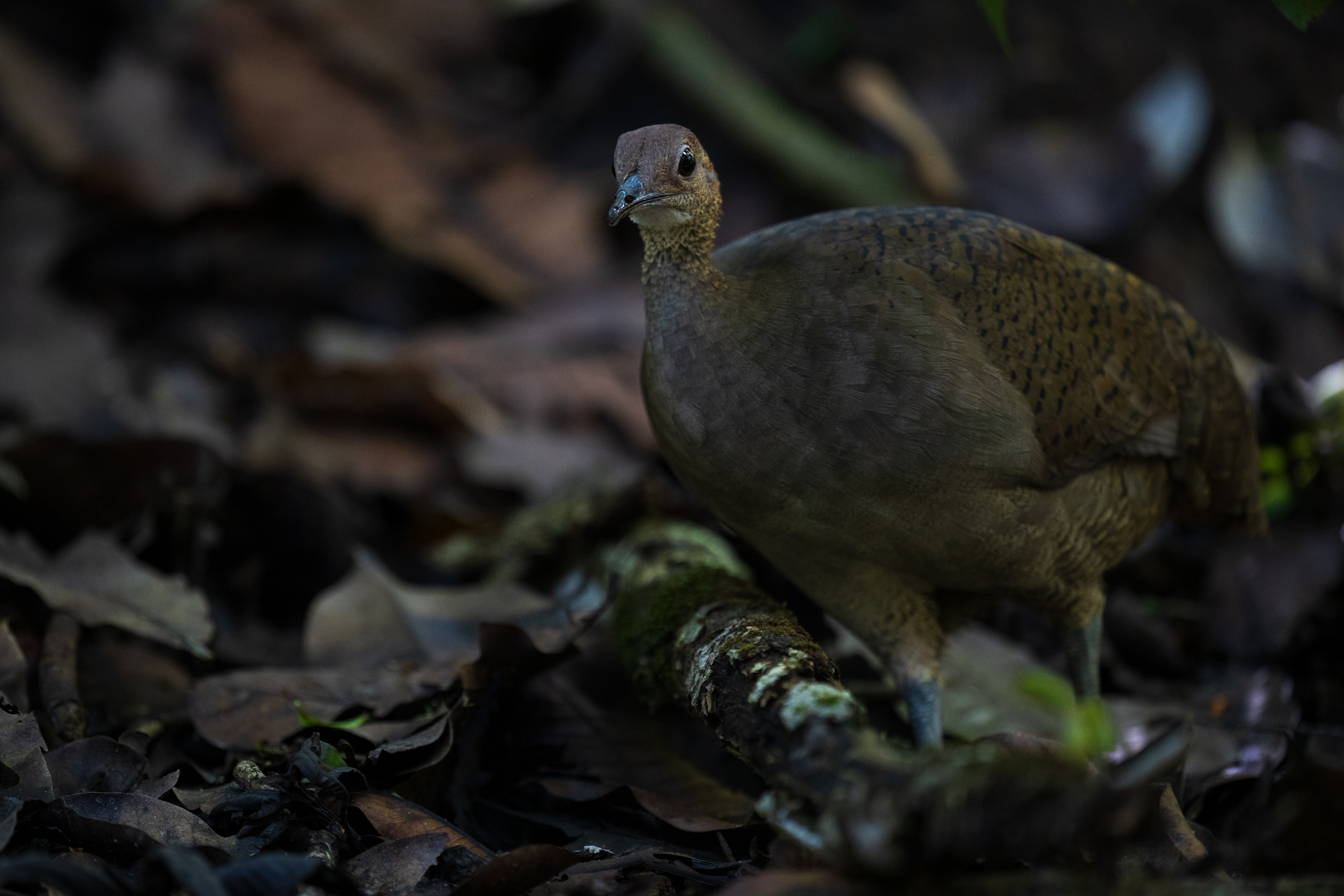 Great Tinamou