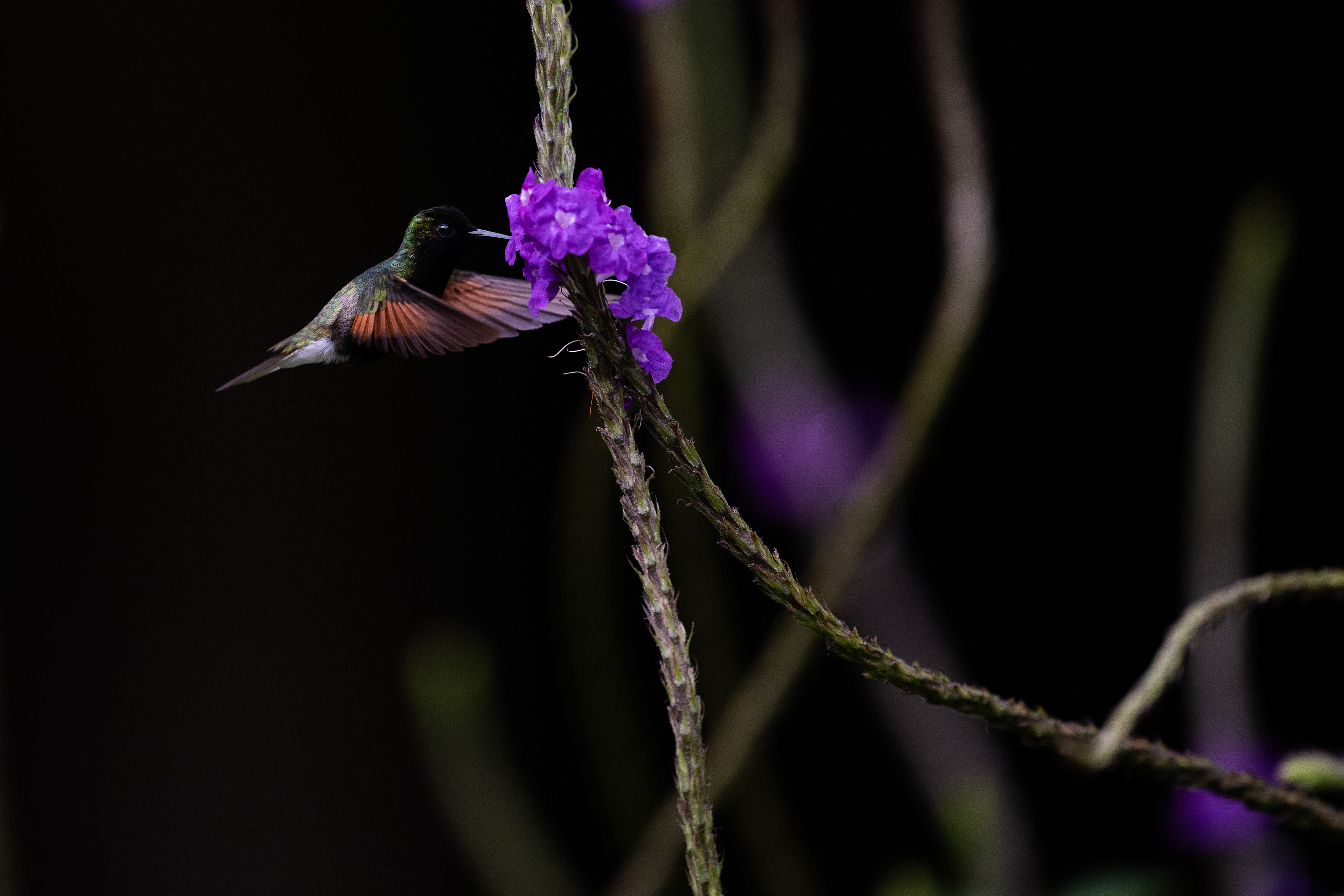 Black-bellied Hummingbird
