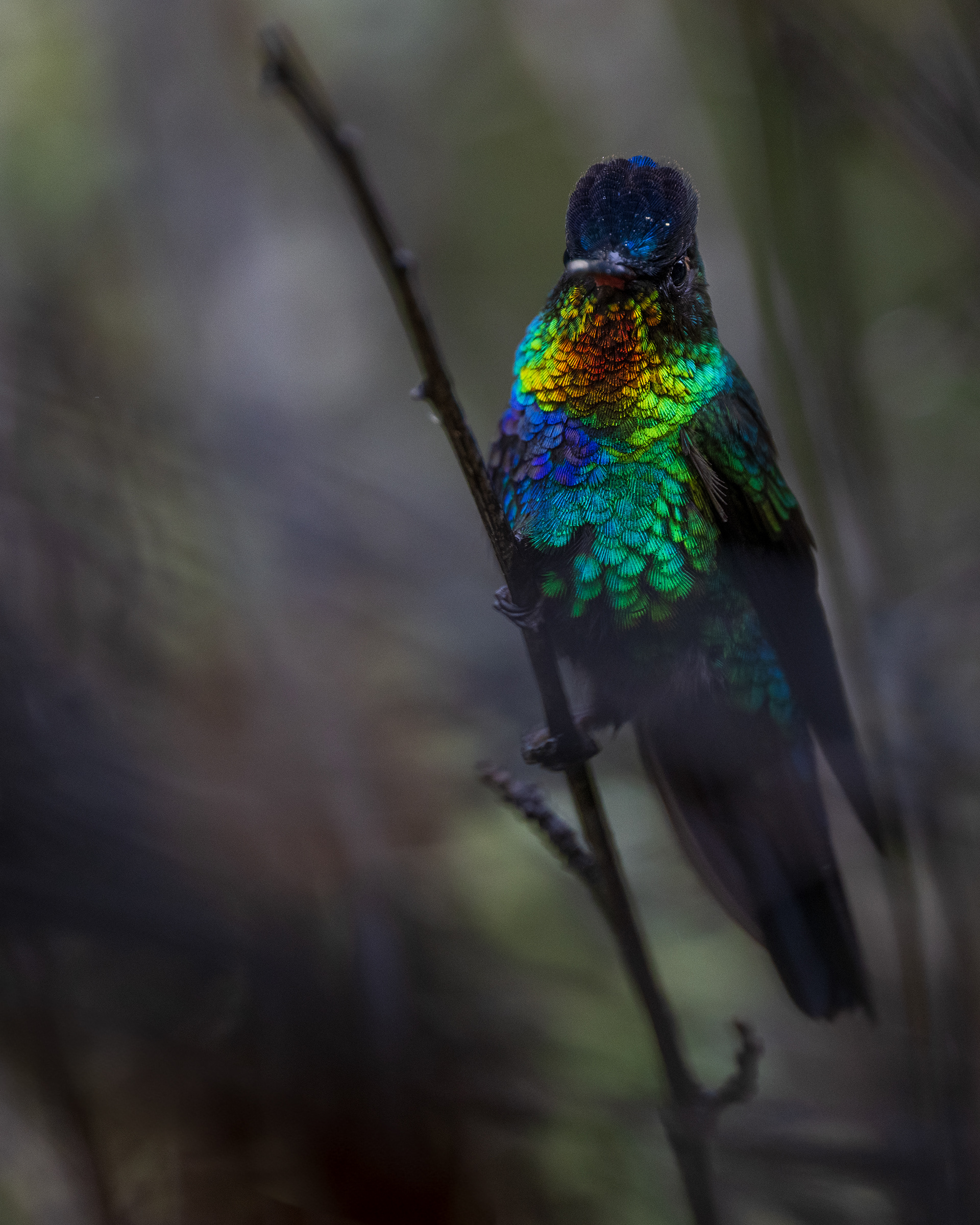Fiery-throated Hummingbird