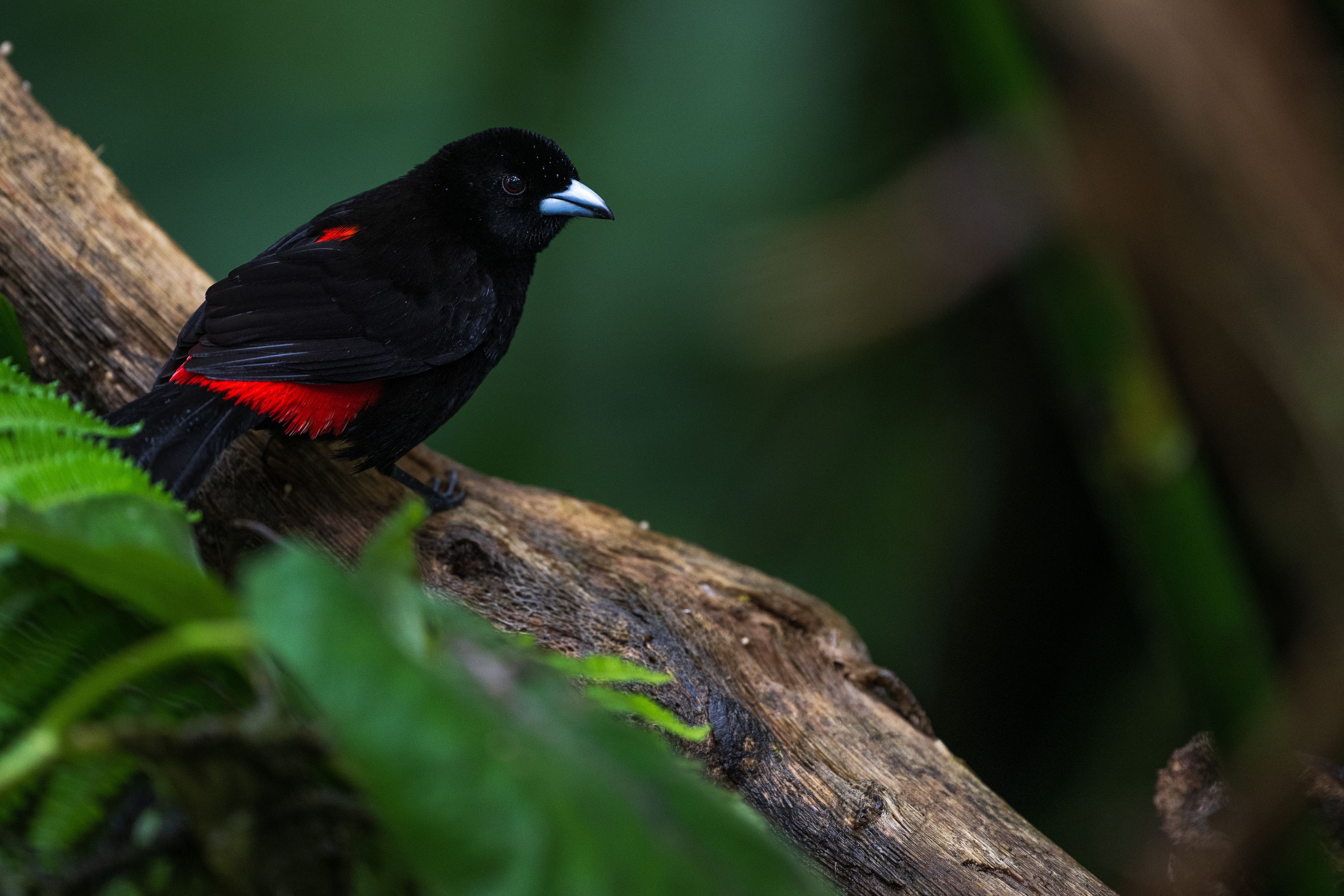 Scarlet-rumped Tanager
