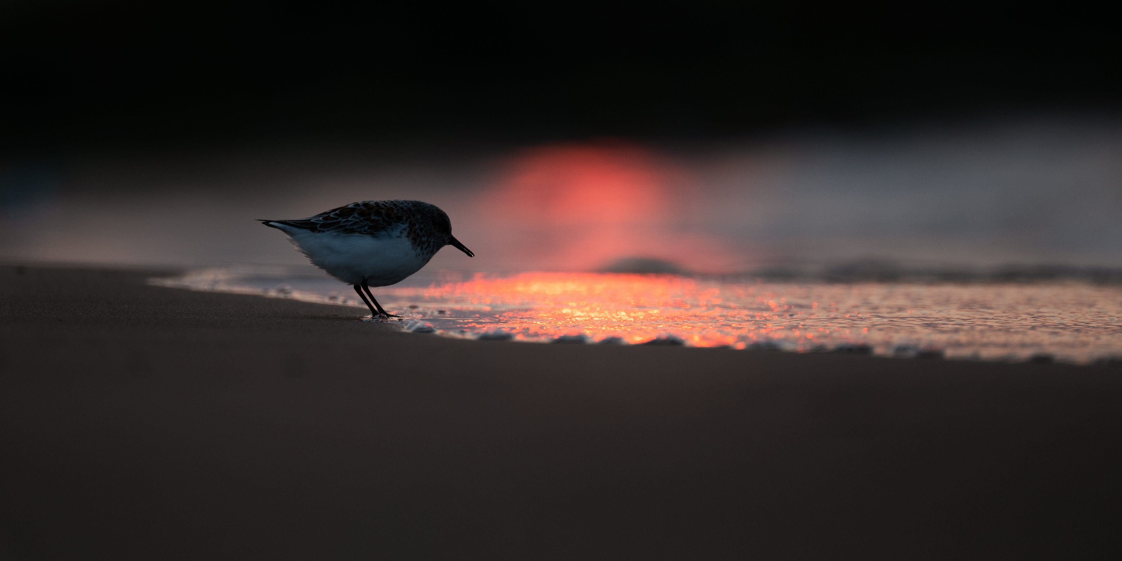 Sanderling
