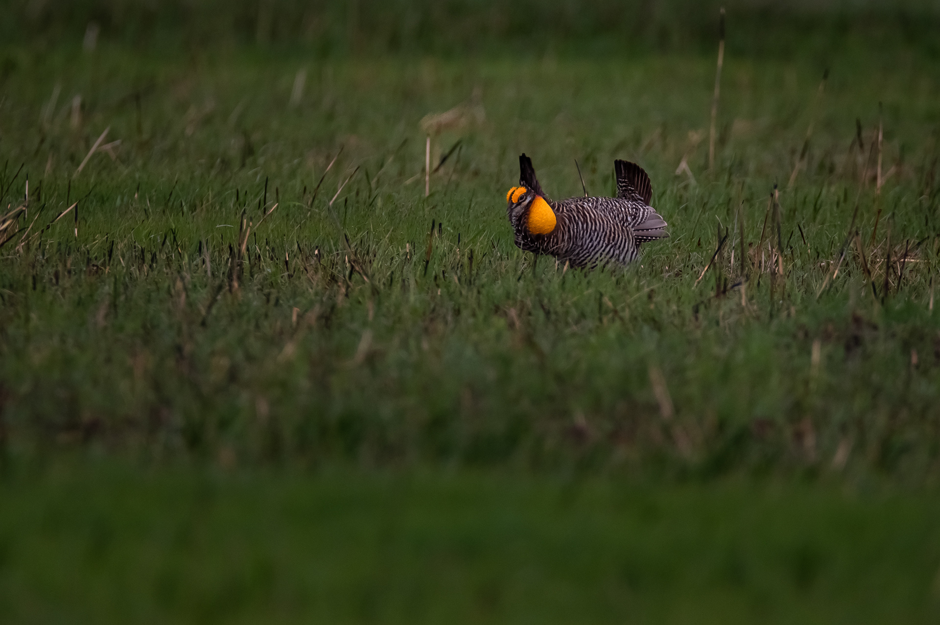 Greater Prairie Chicken