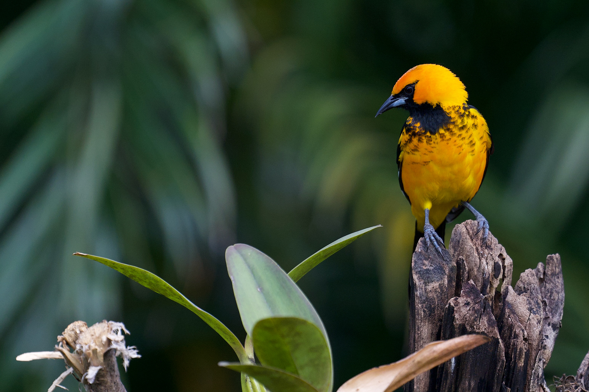 Spot-breasted Oriole
