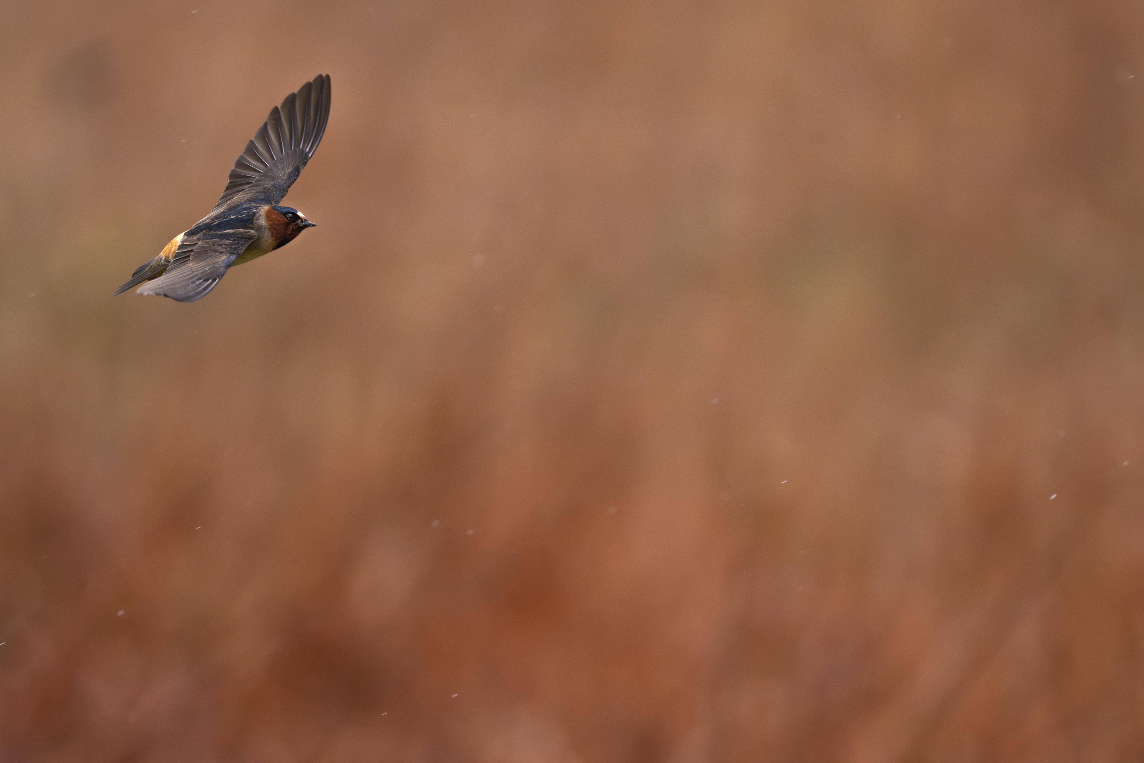 Cliff Swallow