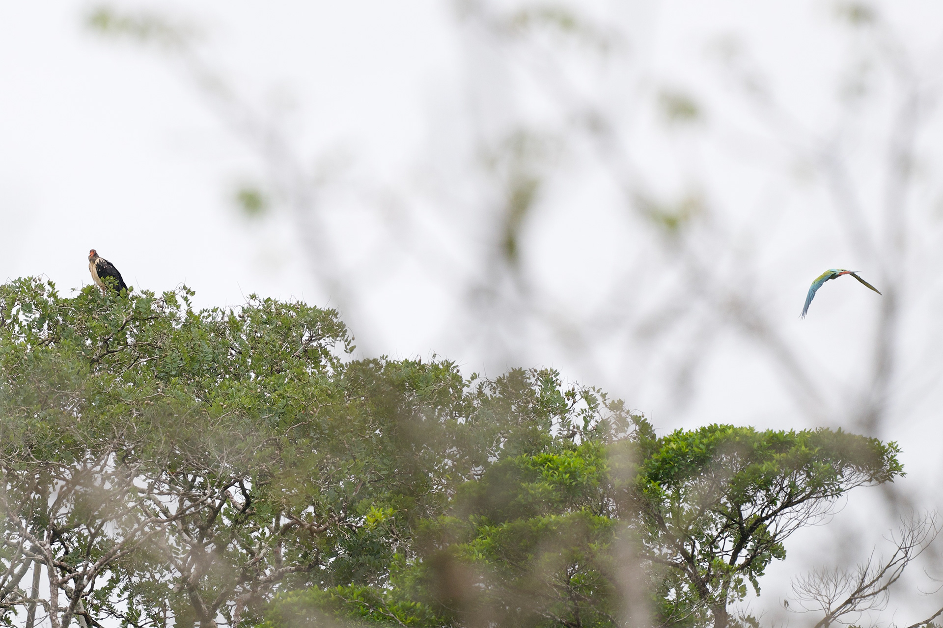 King Vulture and Great Green Macaw