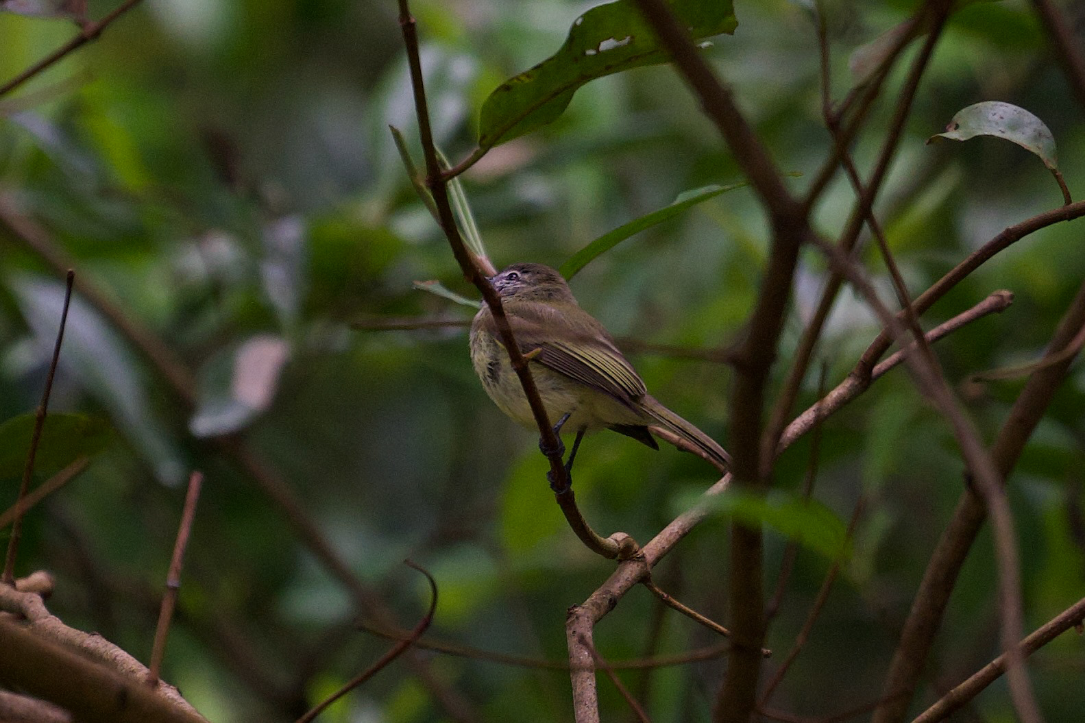 Northern Scrub-Flycatcher