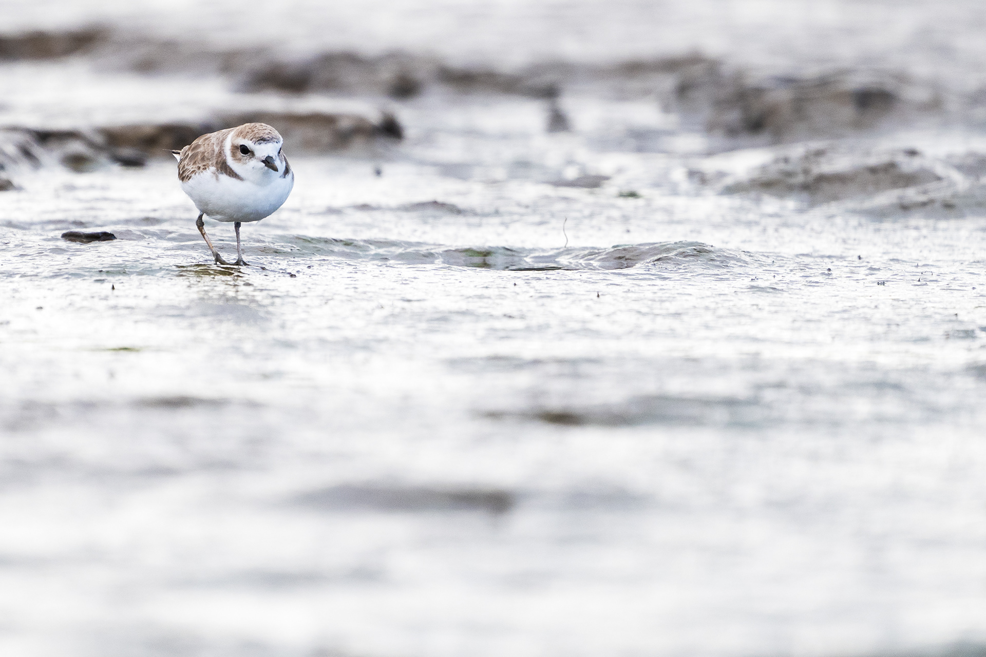 Snowy Plover