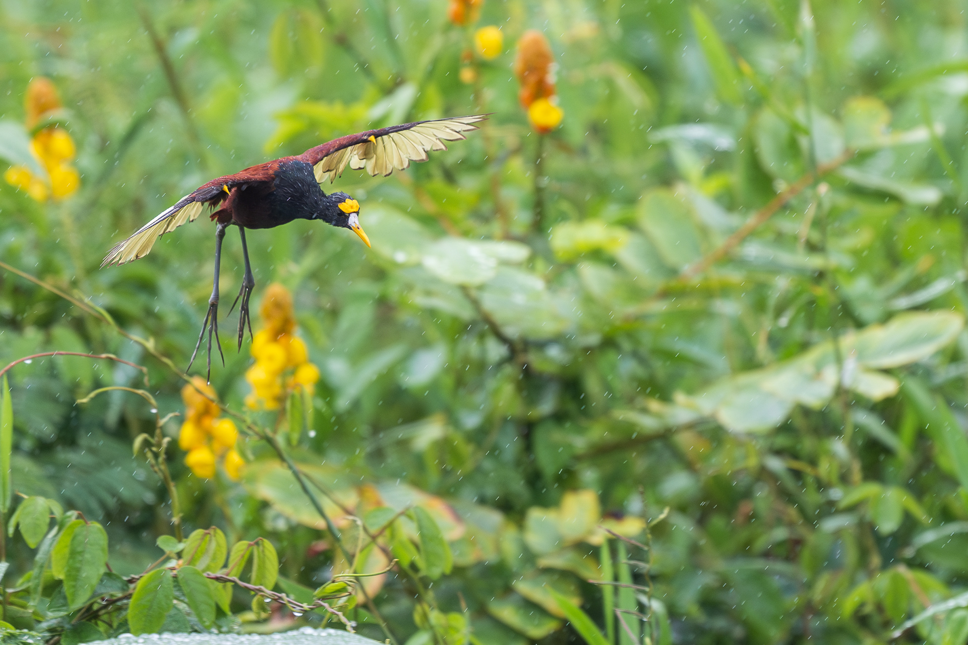 Northern Jacana