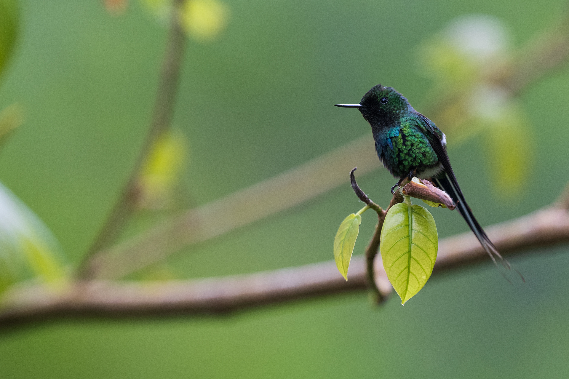Green Thorntail