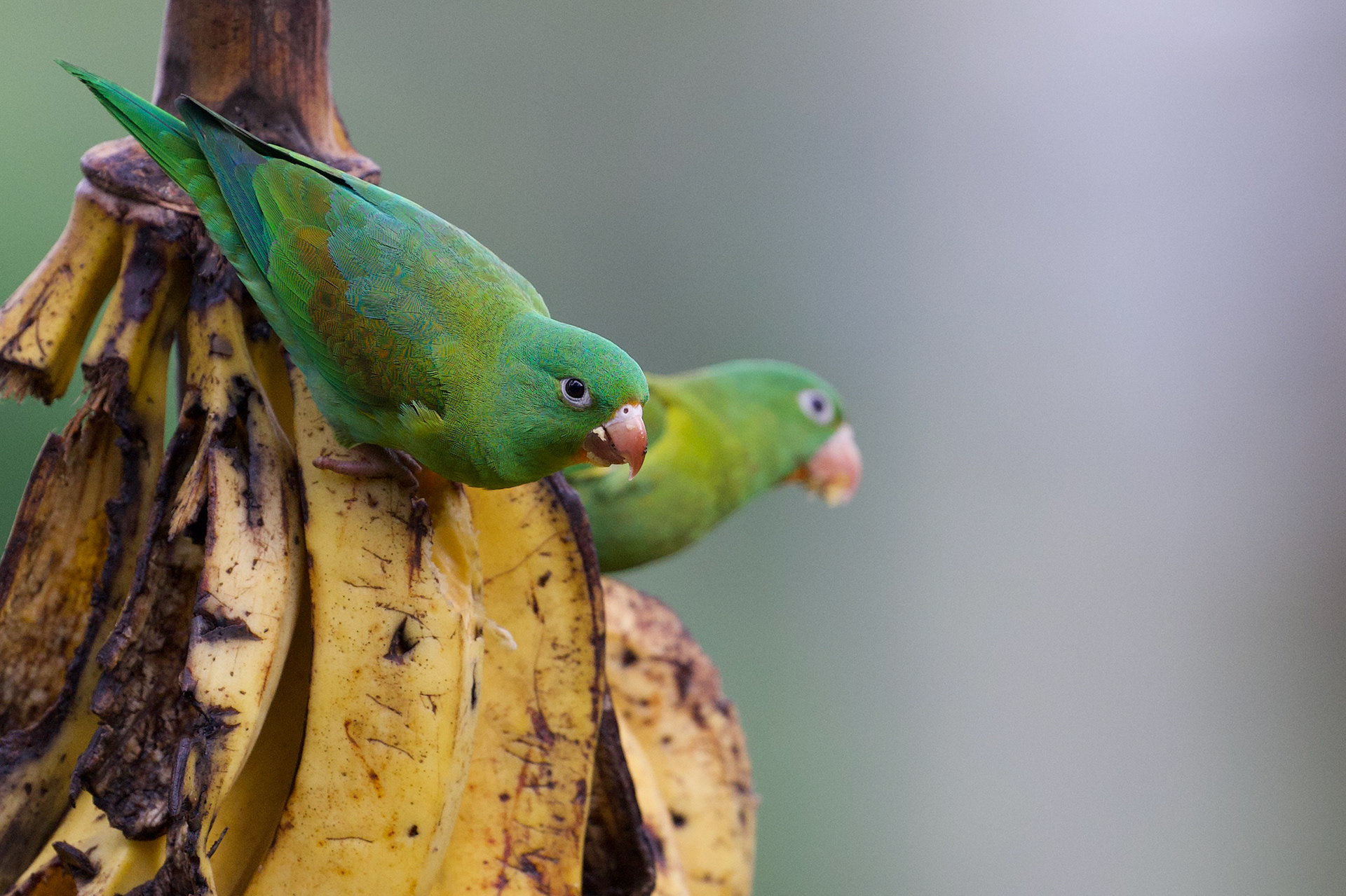 Orange-chinned Parakeets