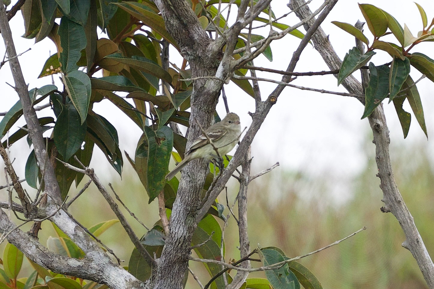 Lesser Elaenia