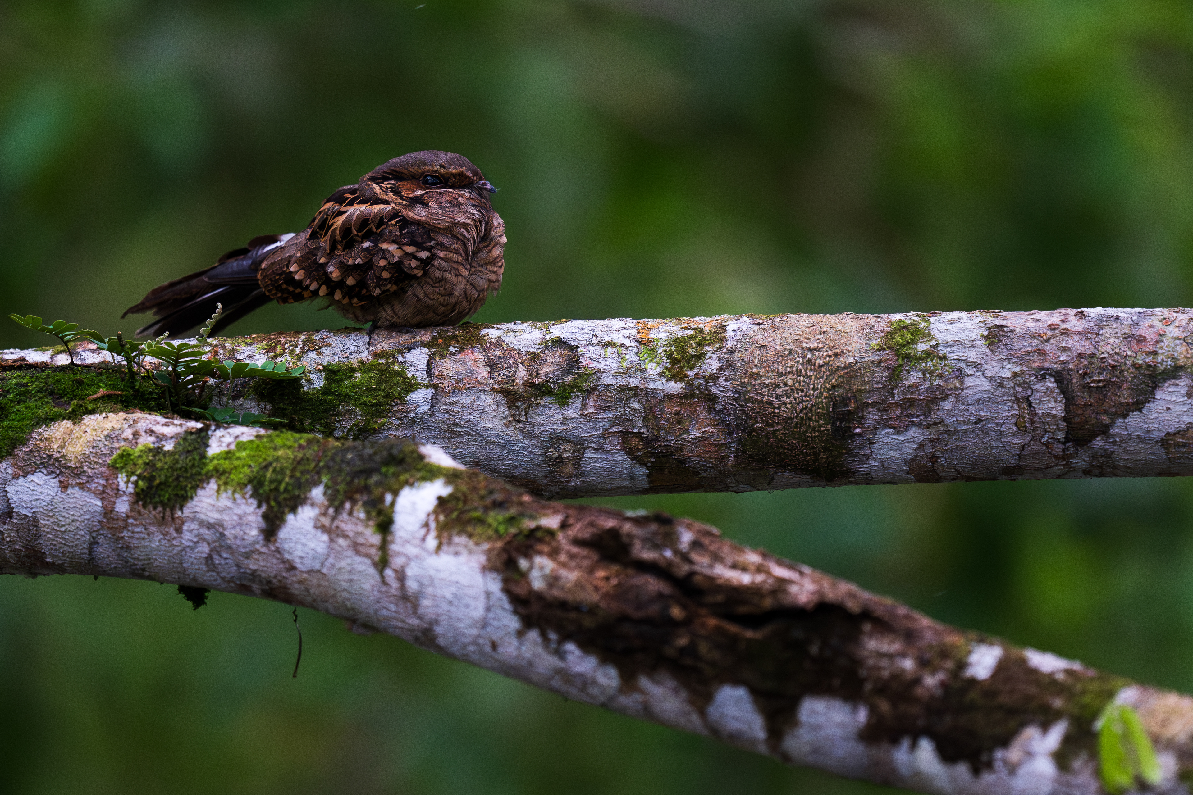 Common Pauraque
