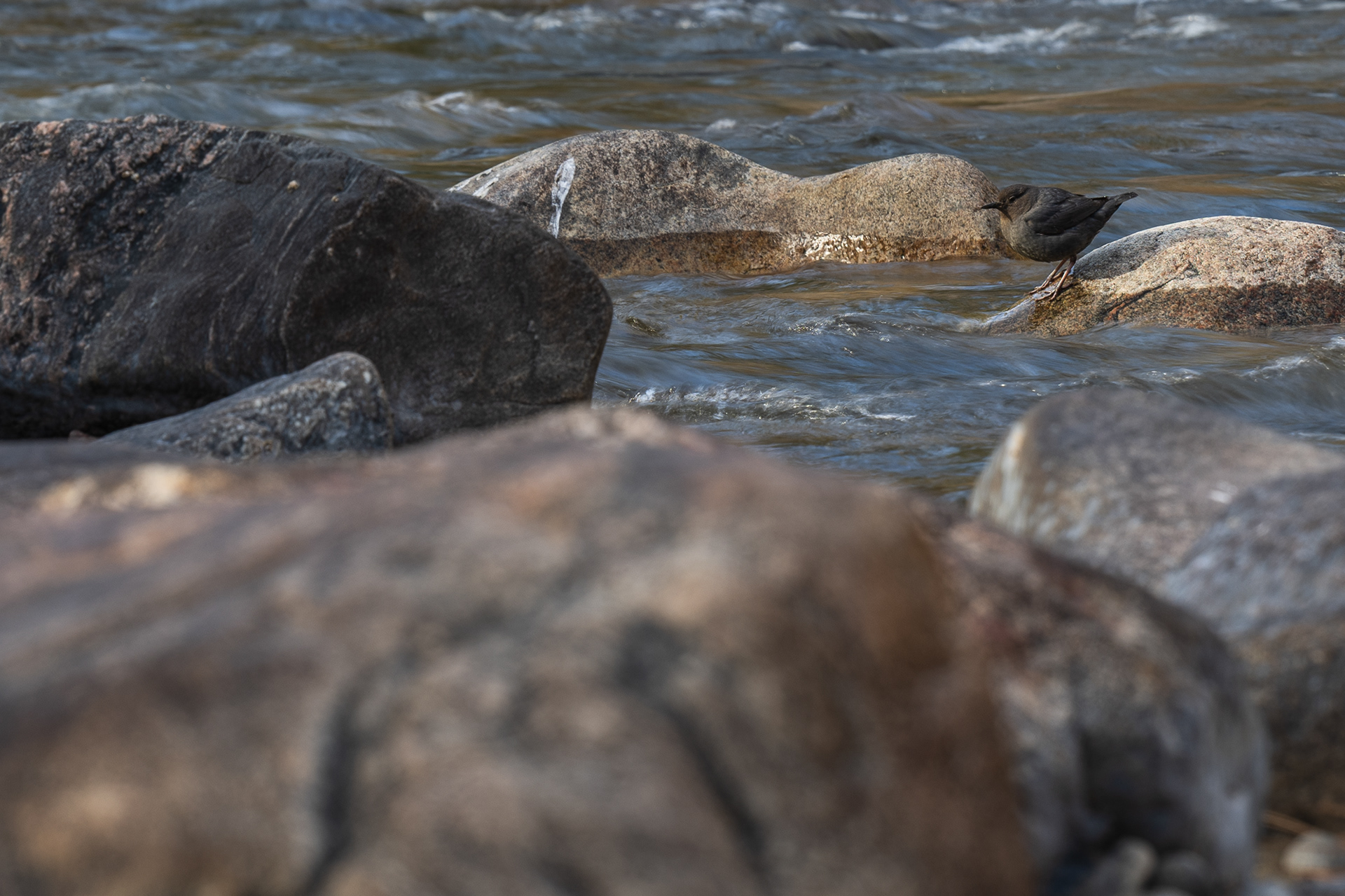 American Dipper