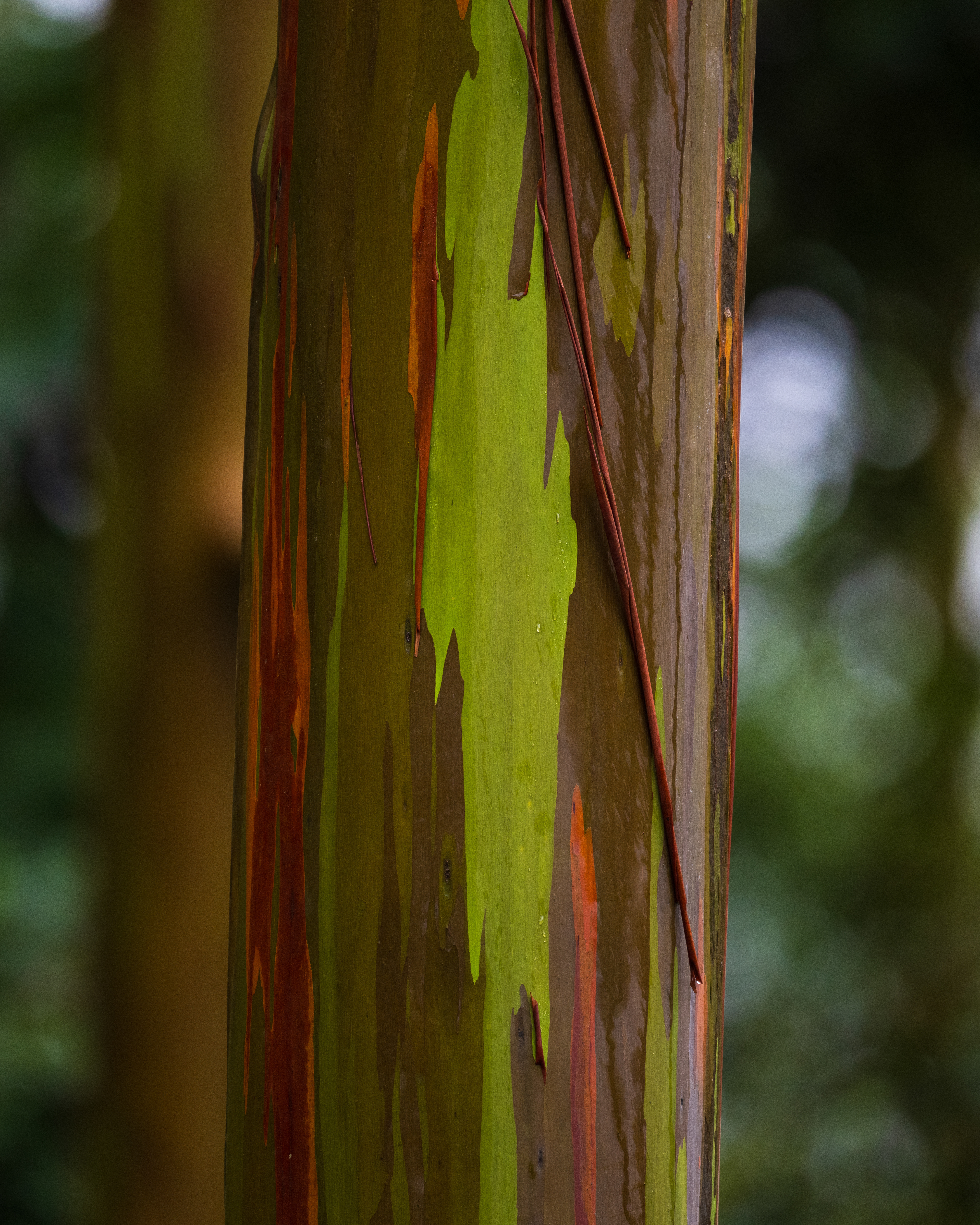Rainbow Gum (Eucalyptus)