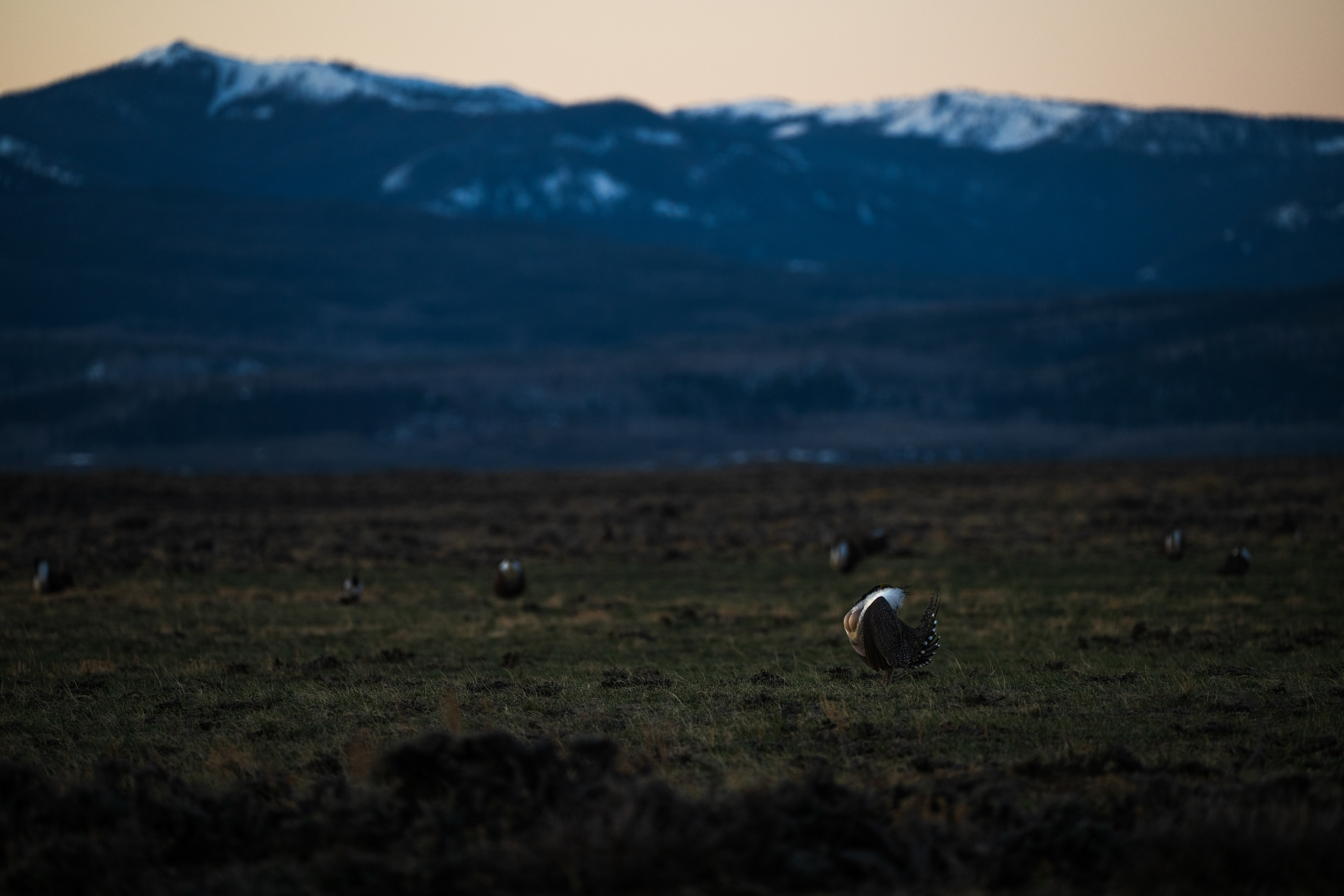 Greater Sage-Grouse