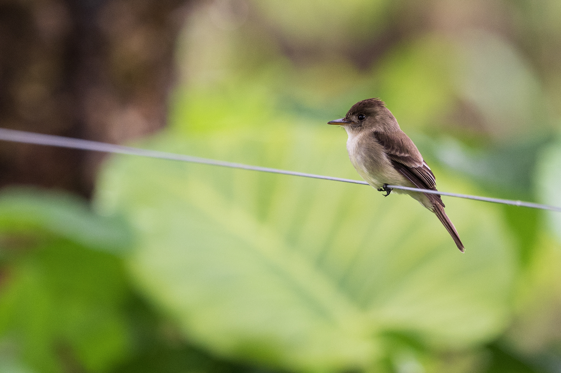 Northern Tropical Pewee