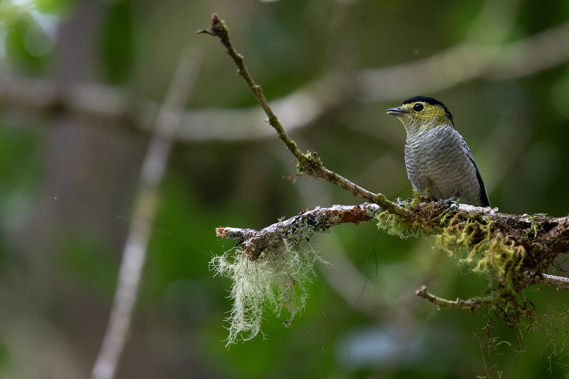 Barred Becard