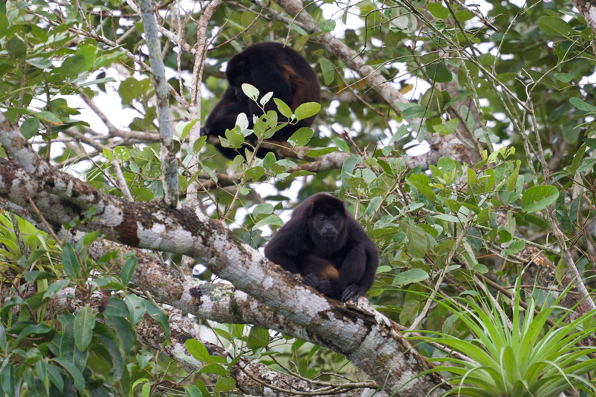 Howler Monkey
