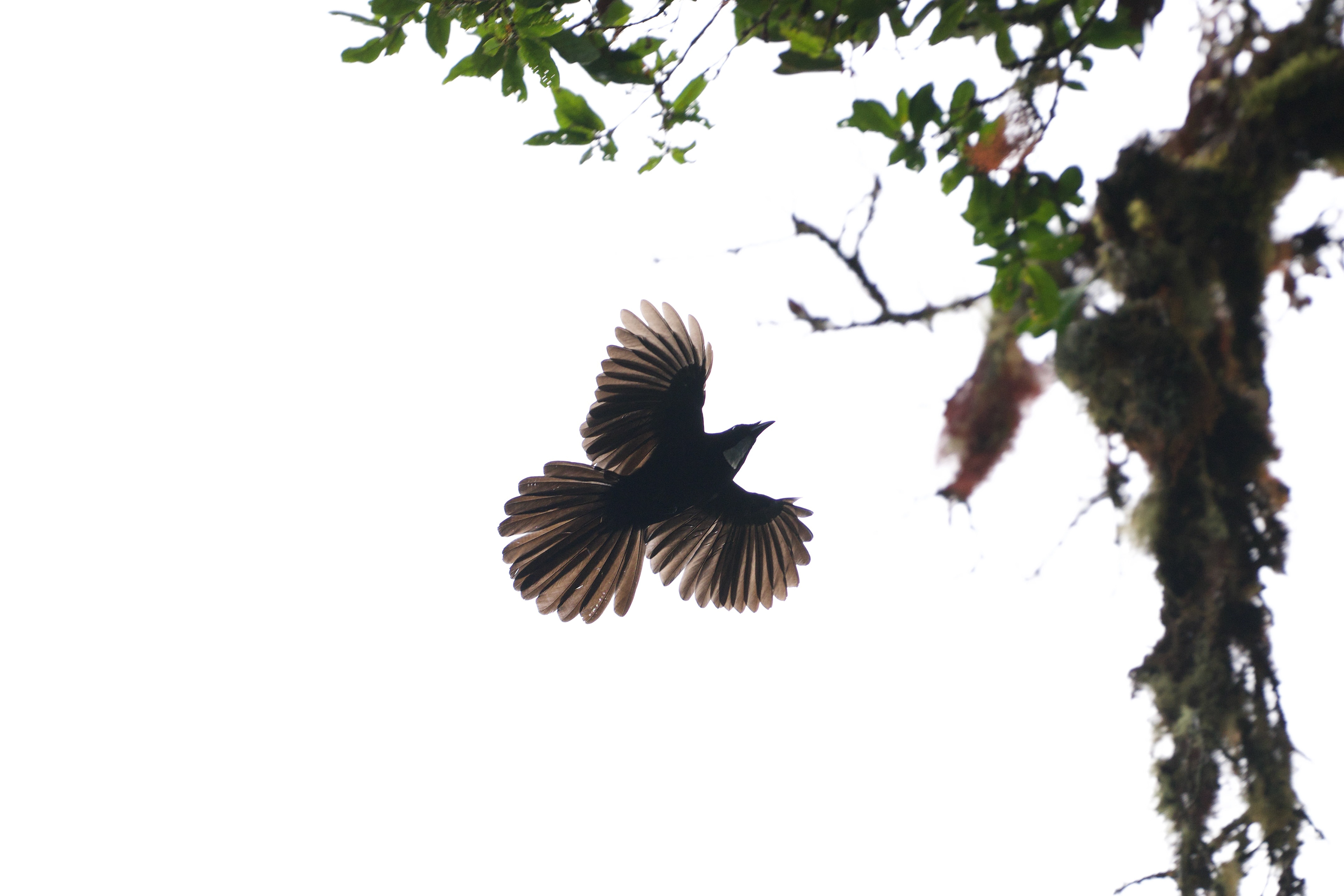 Silvery-throated Jay