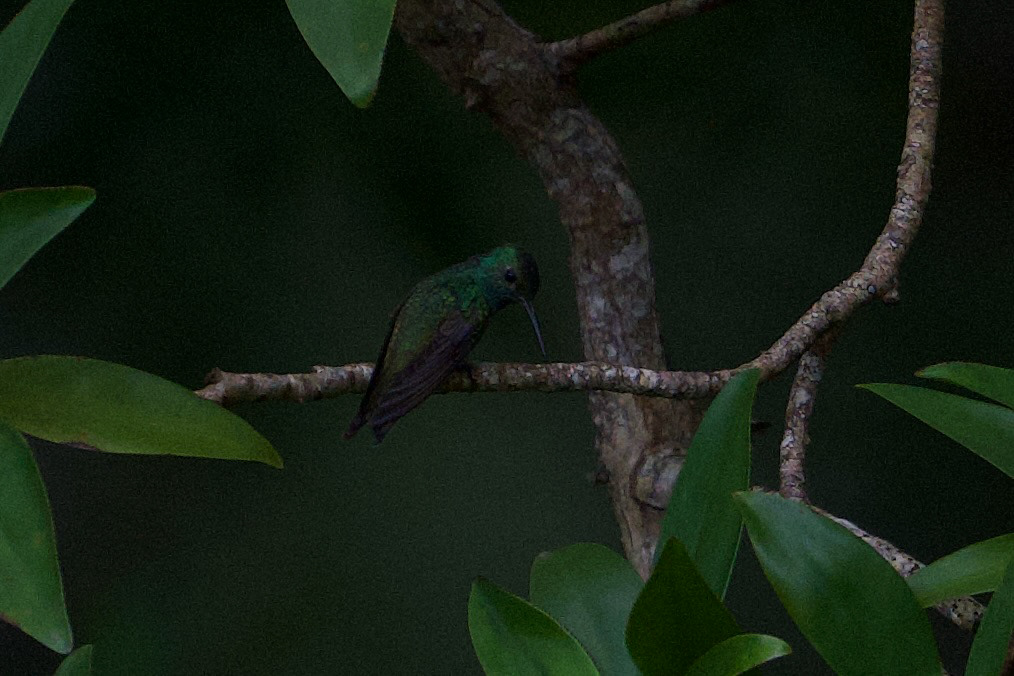 Mangrove Hummingbird