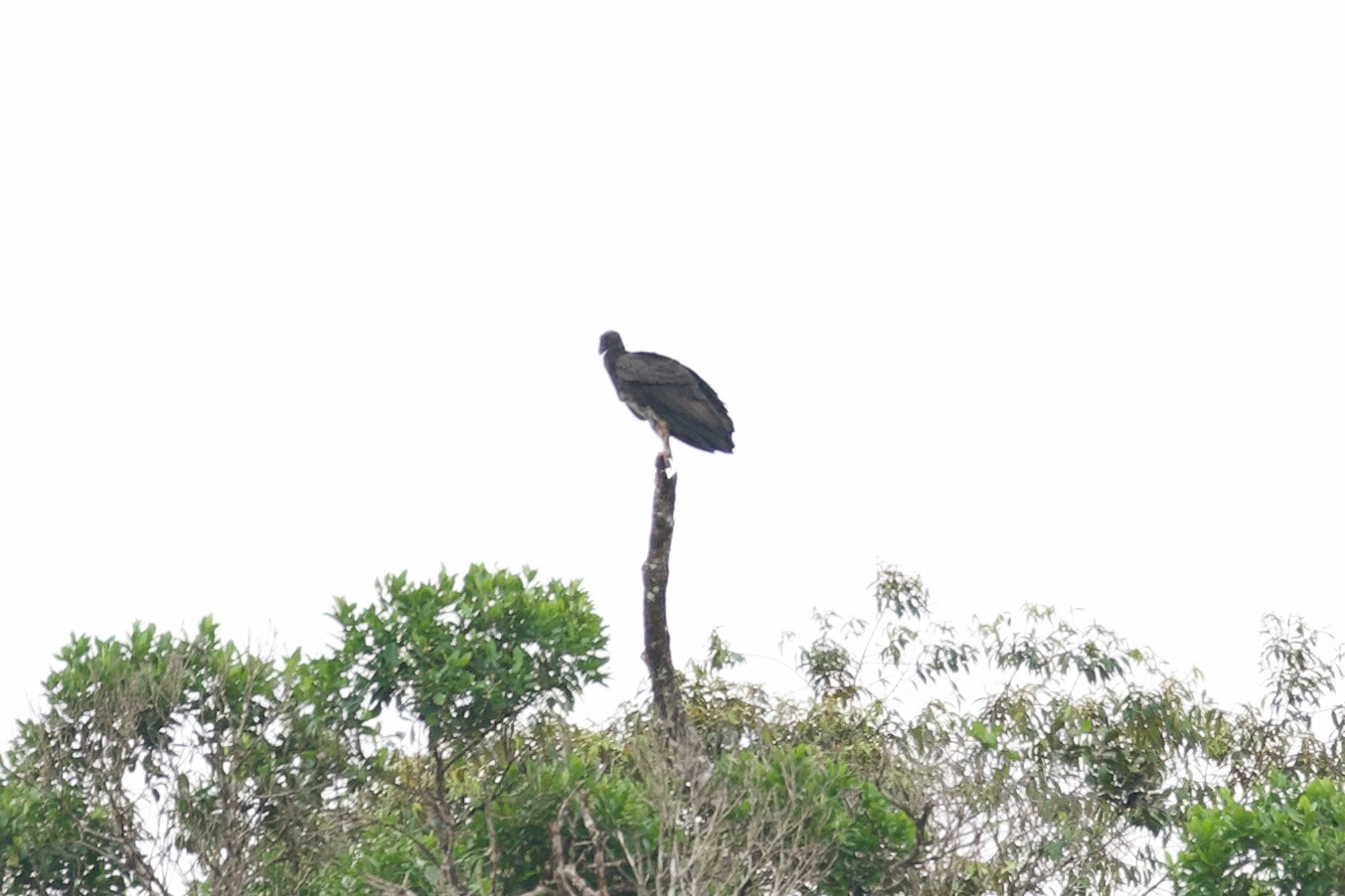King Vulture