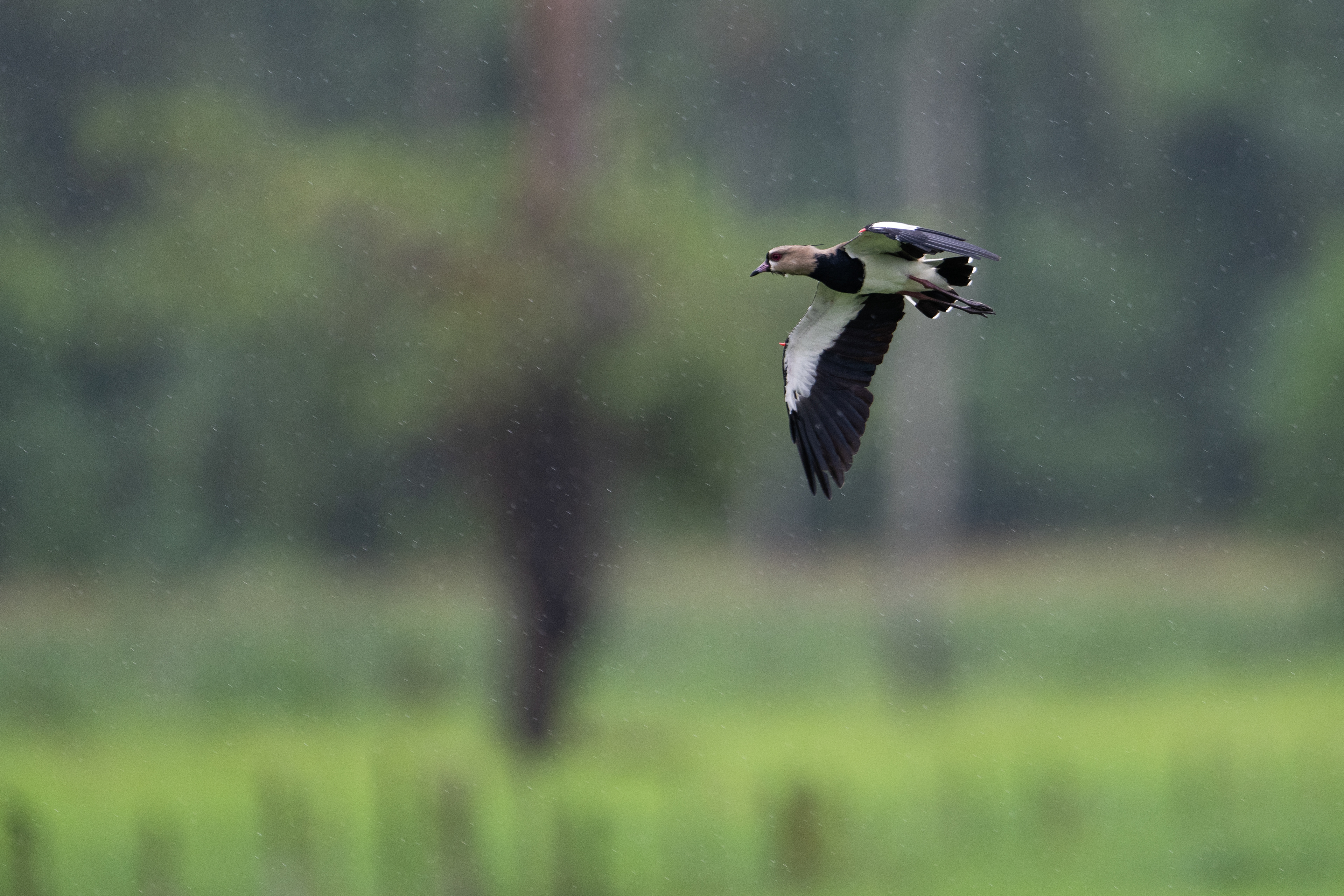 Southern Lapwing