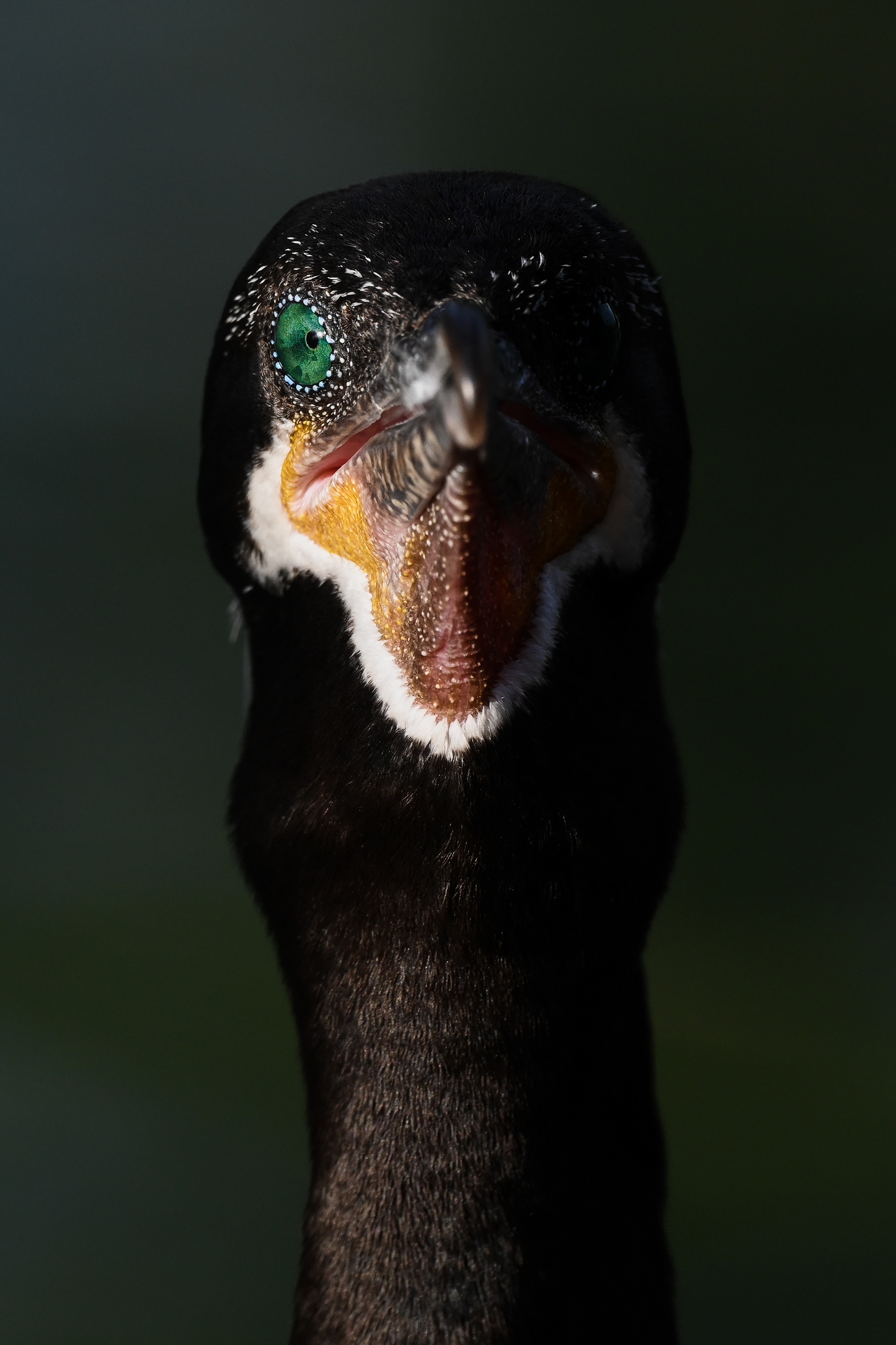 Neotropic Cormorant