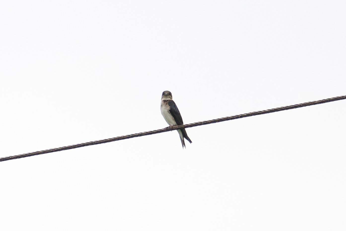 Gray-breasted Martin