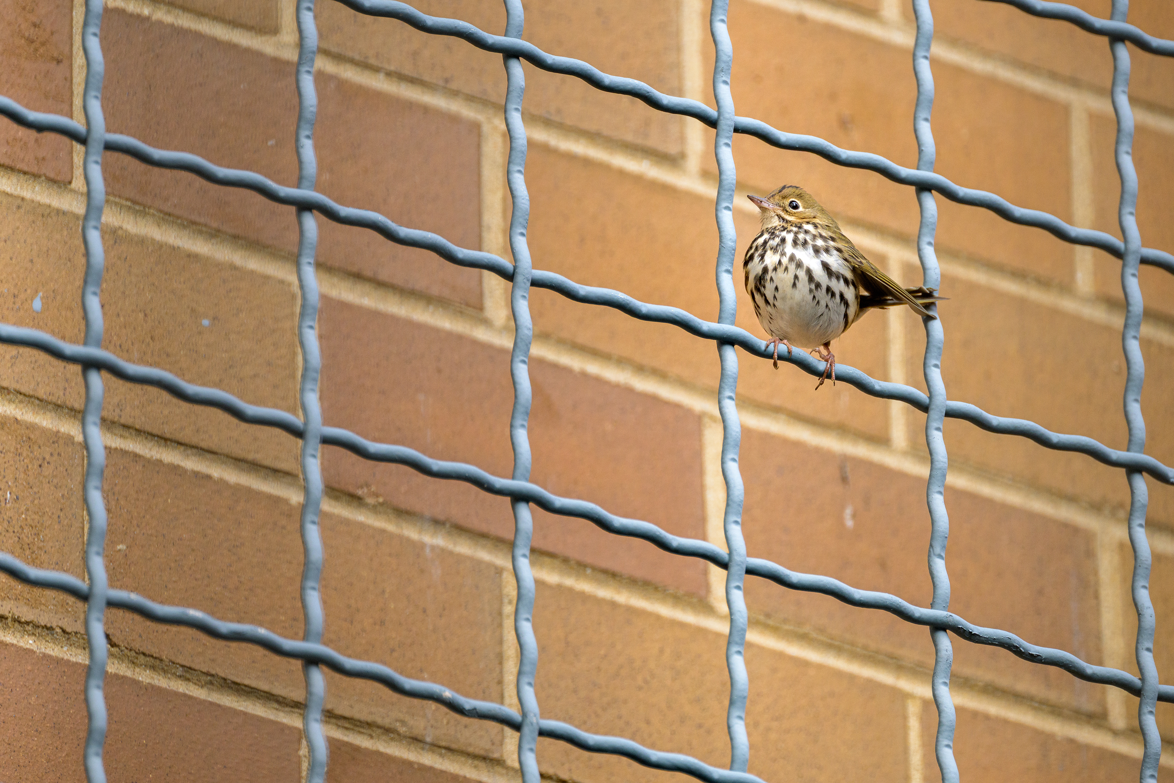 Ovenbird